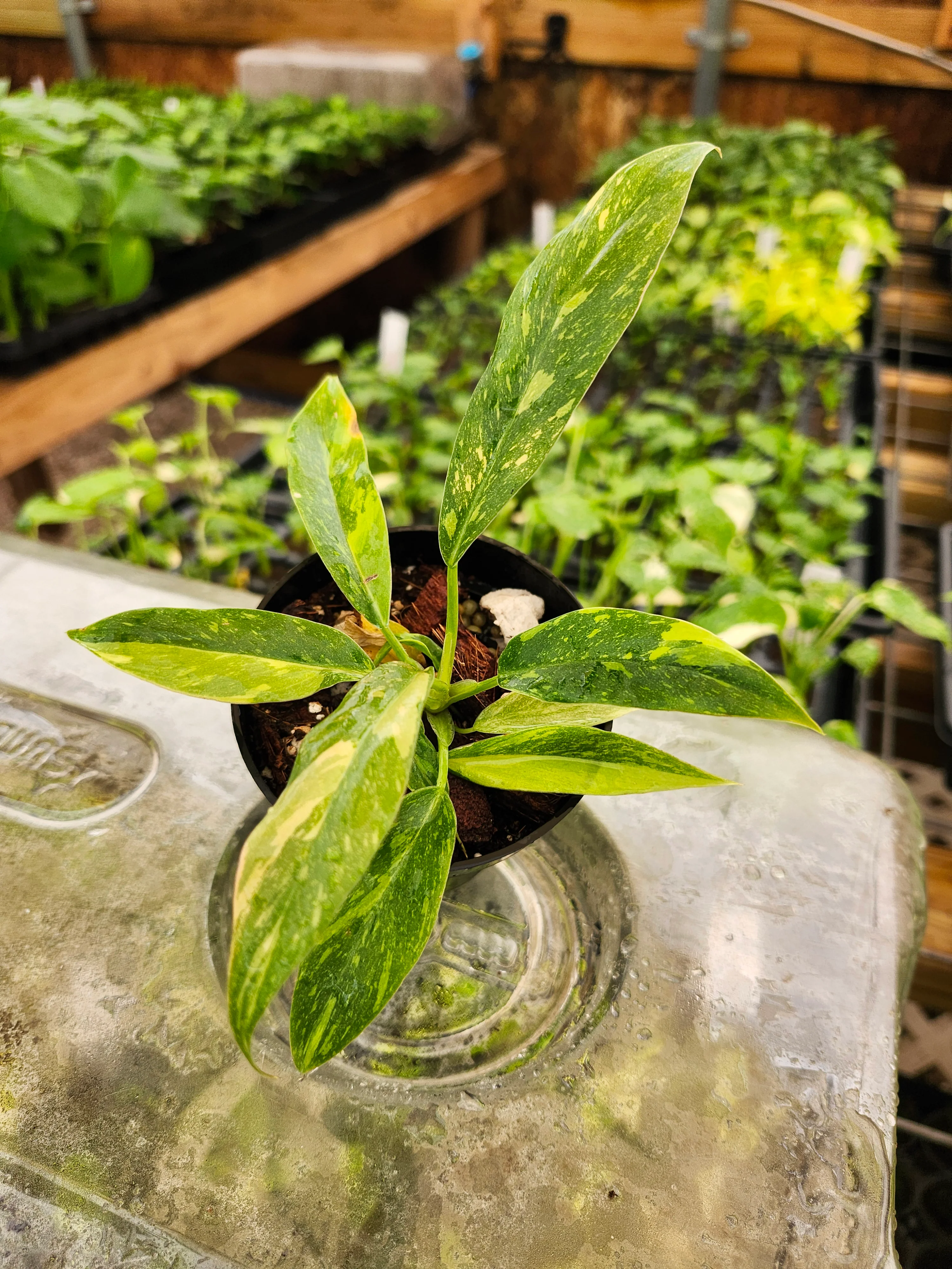 Philodendron Ring of Fire