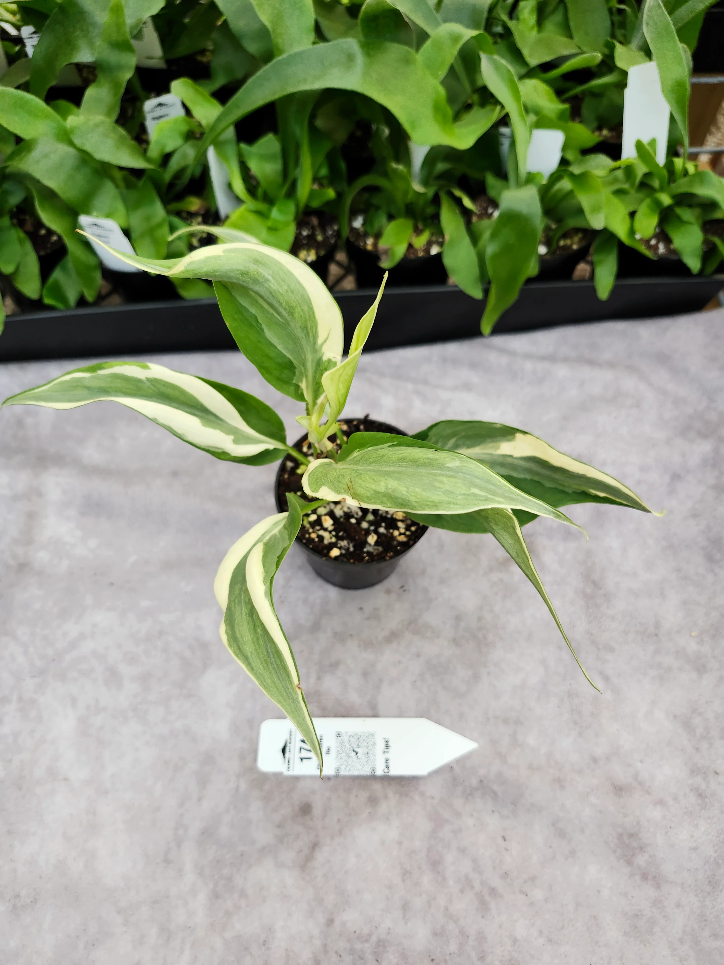 Philodendron Rio (3in)-174