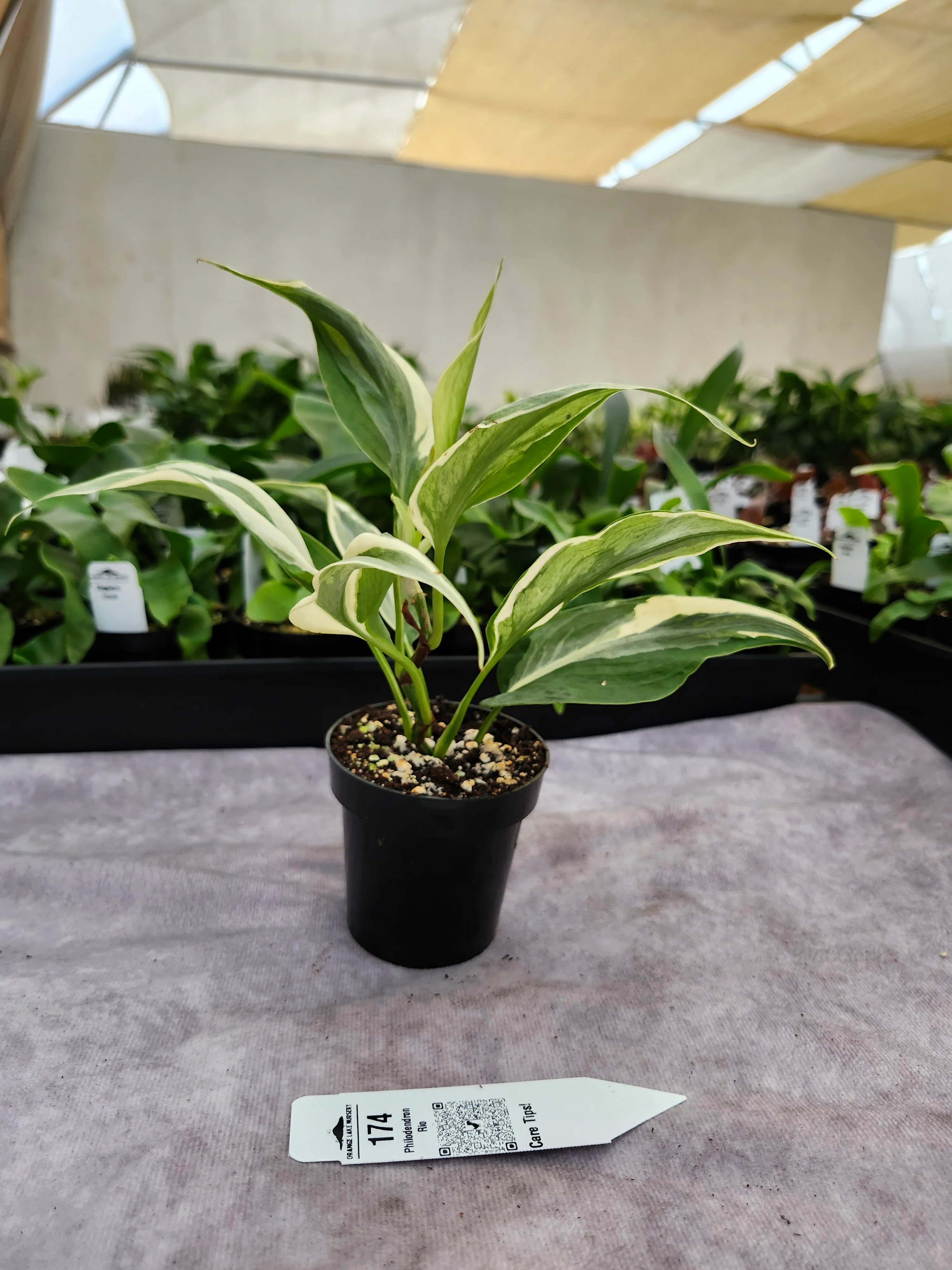 Philodendron Rio (3in)-174 - Image 2