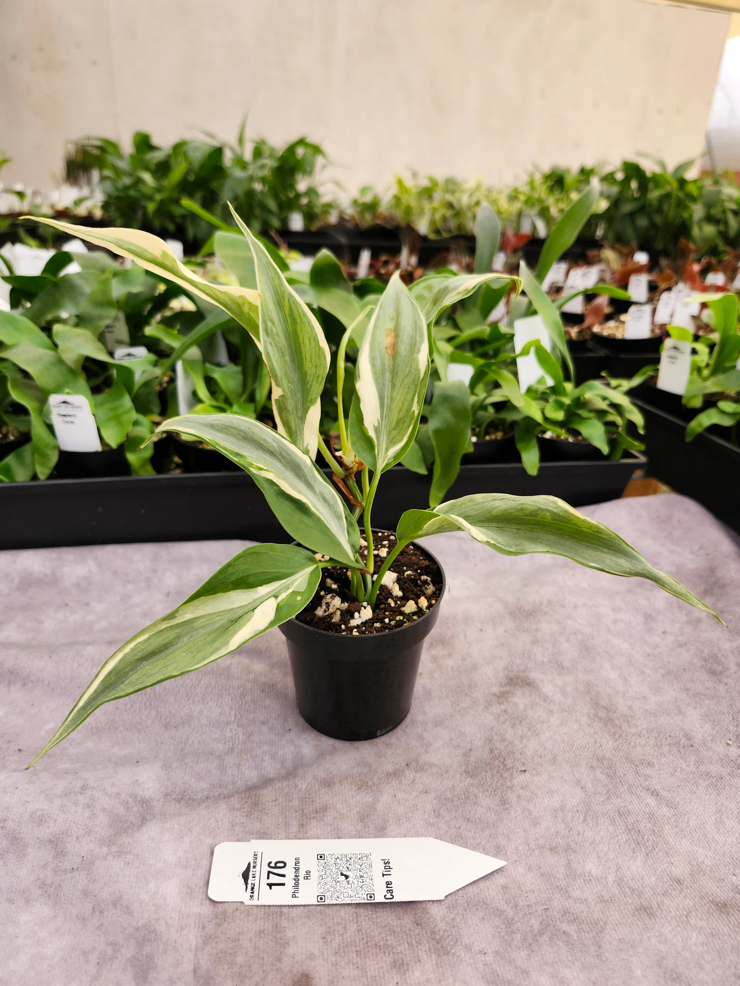 Philodendron Rio (3in)-176