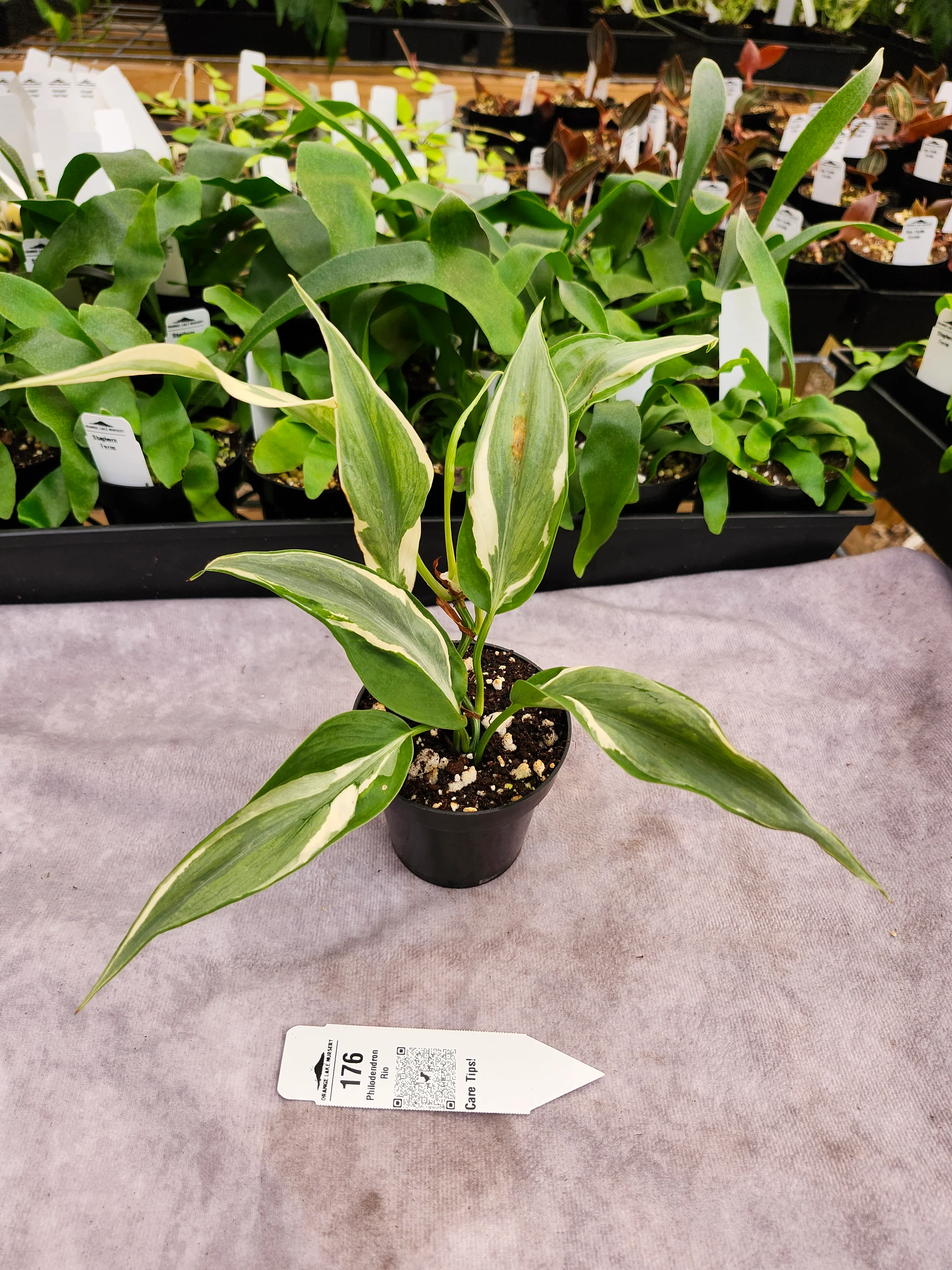 Philodendron Rio (3in)-176 - Image 2
