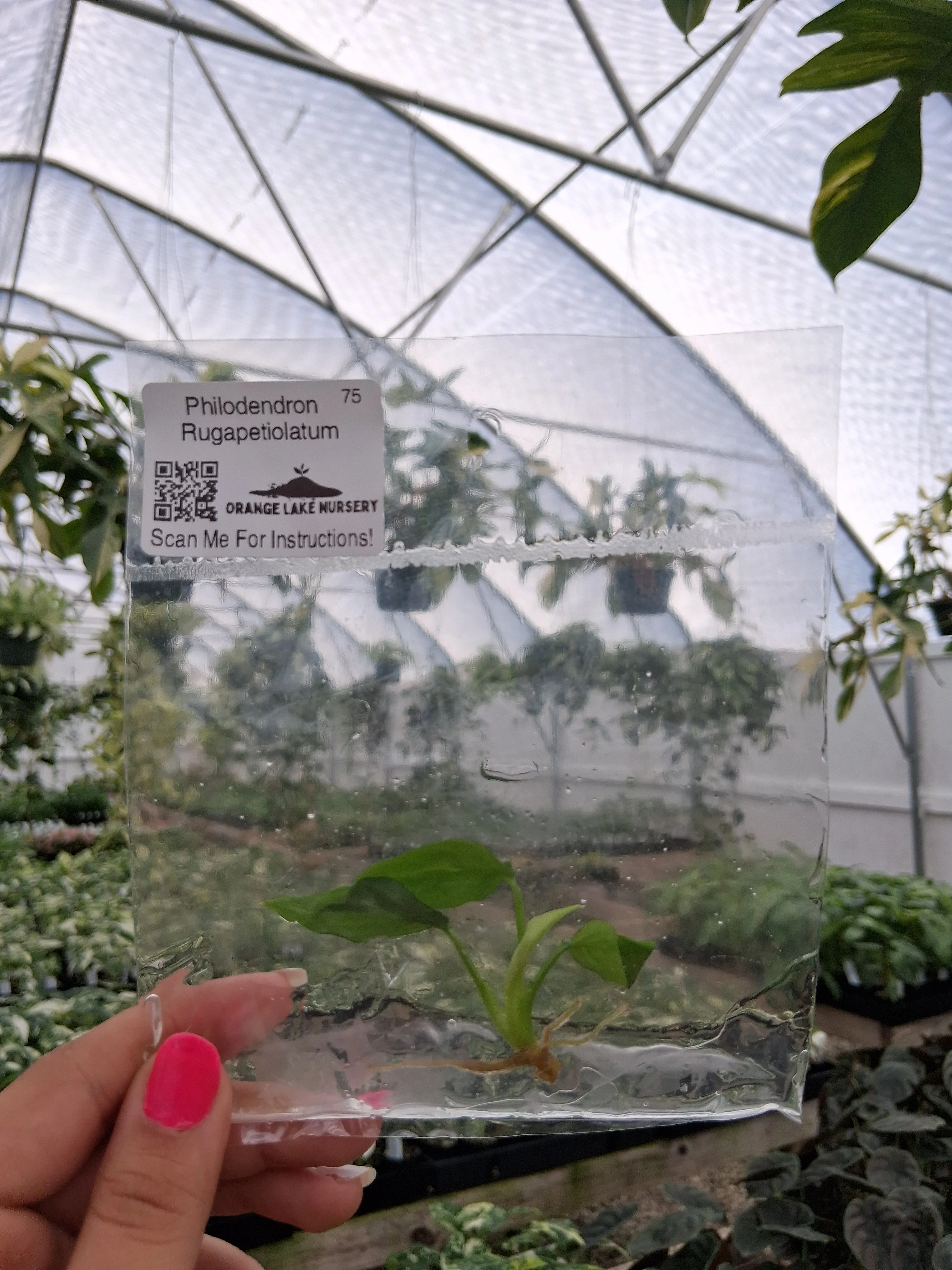Philodendron Rugapetiolatum Tissue Culture