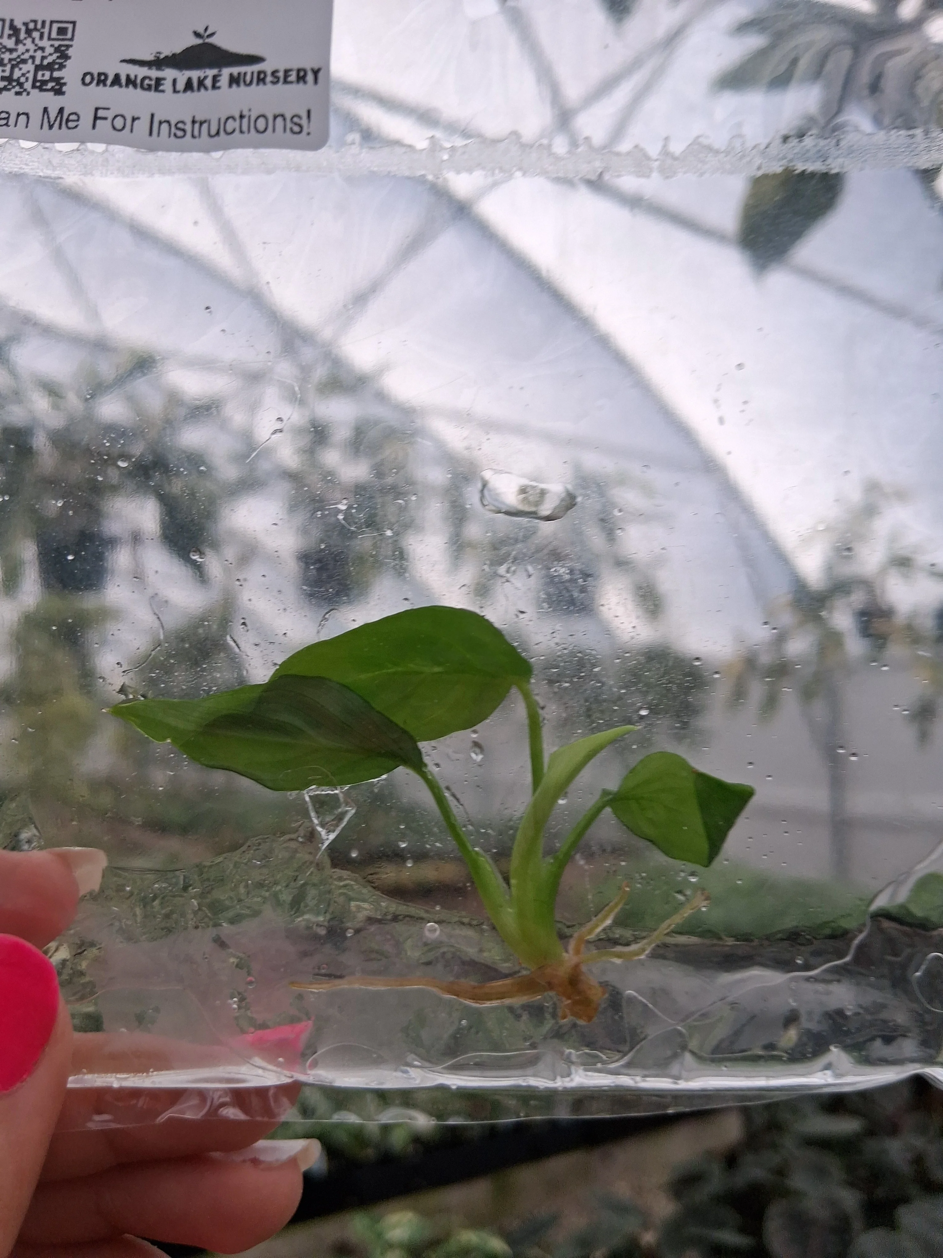 Philodendron Rugapetiolatum Tissue Culture - Image 2