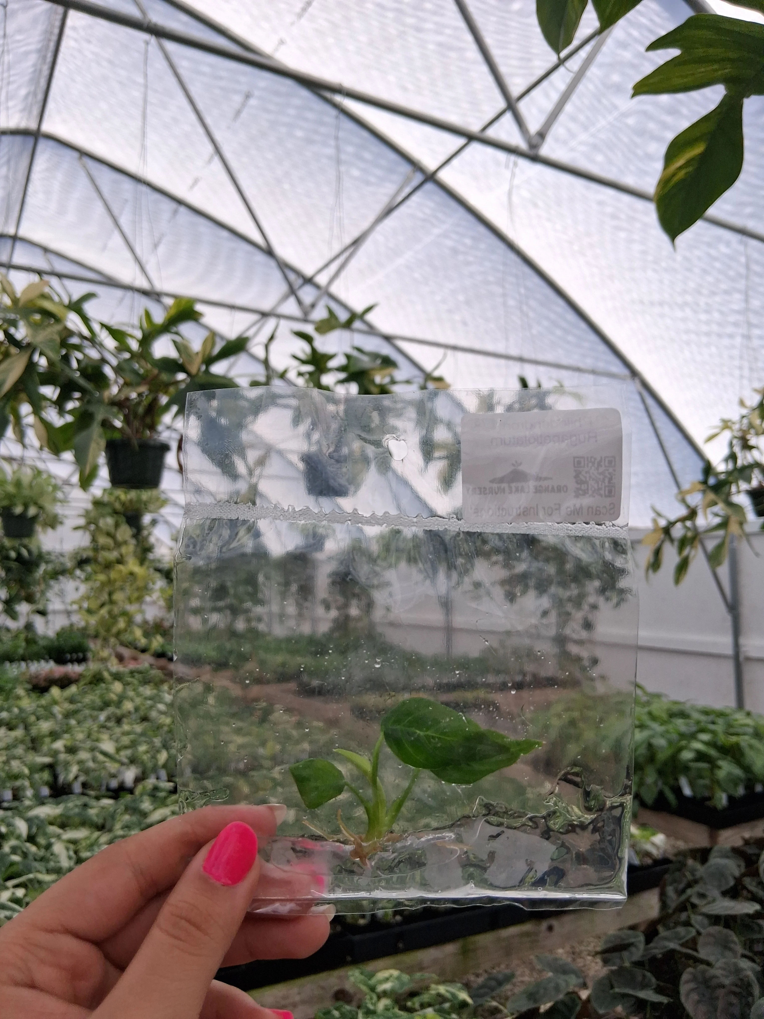 Philodendron Rugapetiolatum Tissue Culture - Image 3