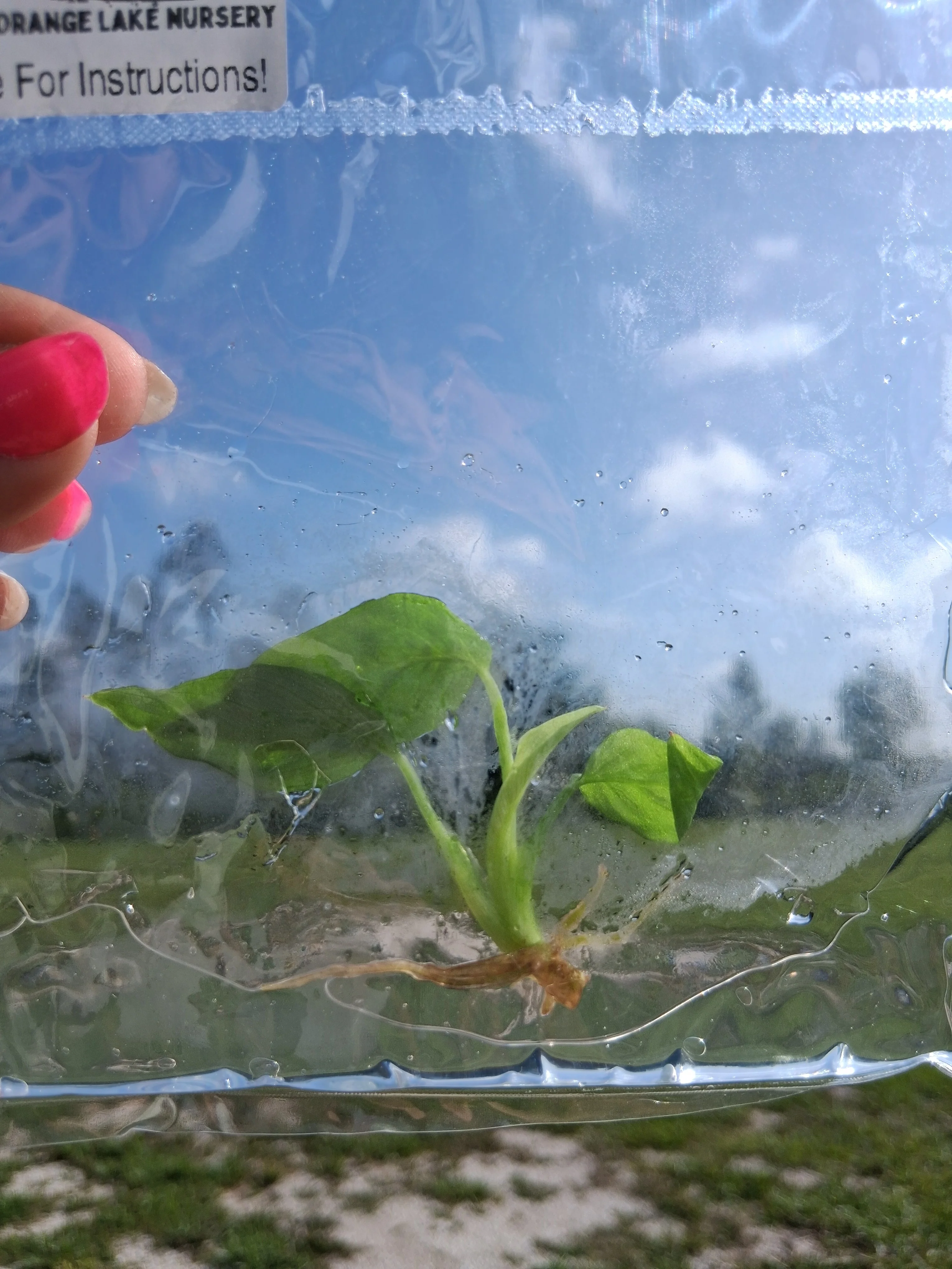 Philodendron Rugapetiolatum Tissue Culture - Image 4