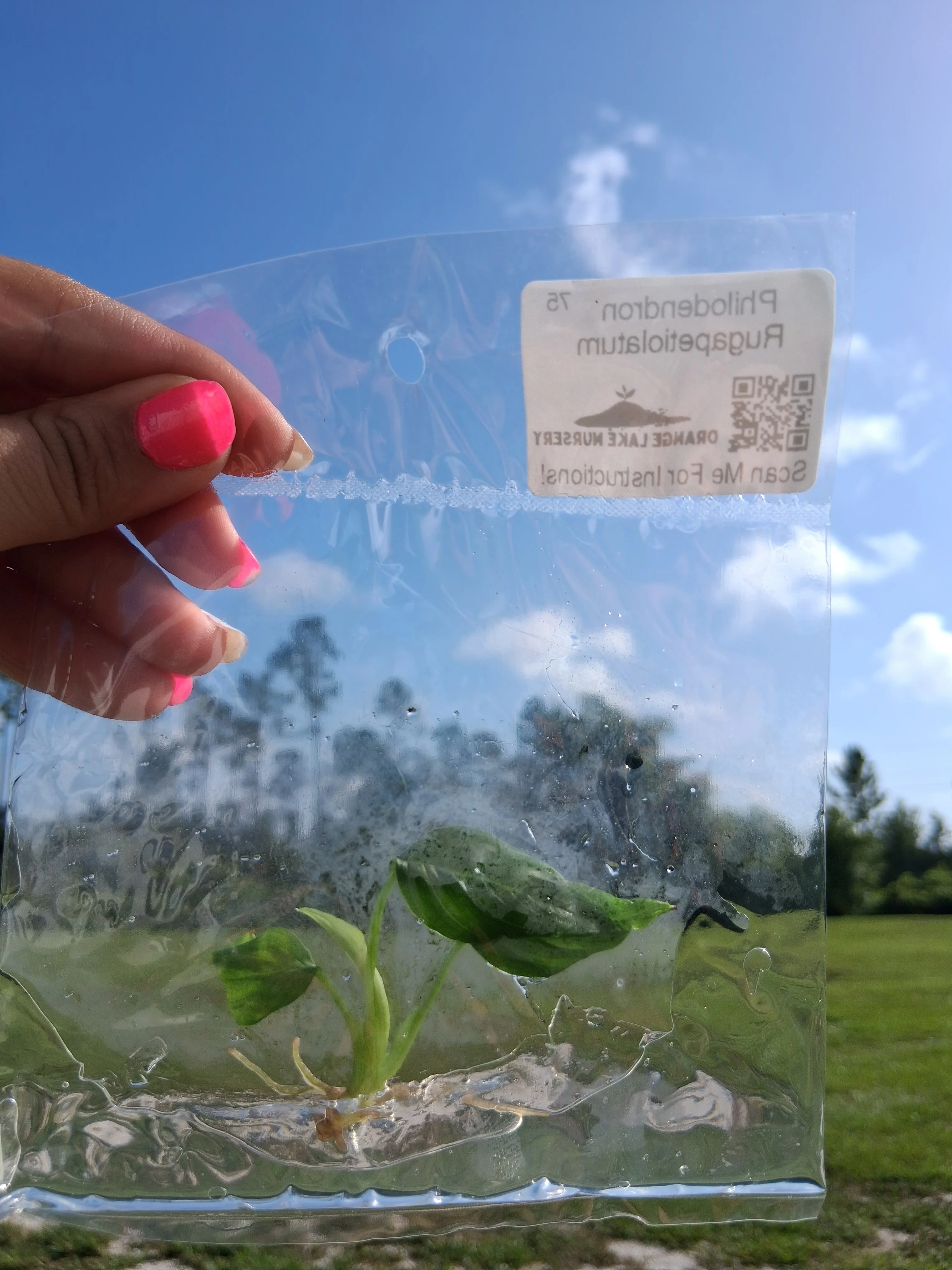 Philodendron Rugapetiolatum Tissue Culture - Image 5