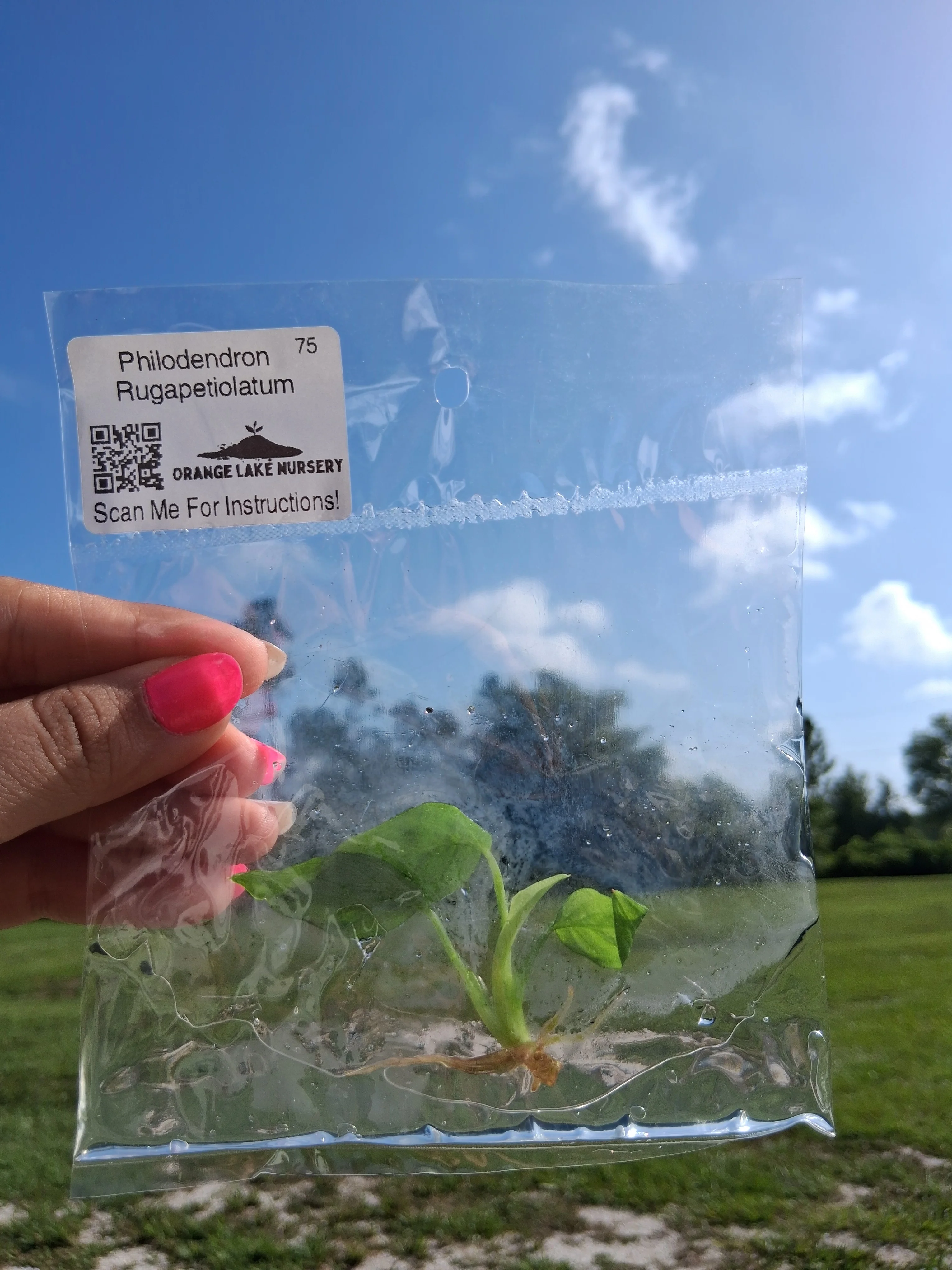 Philodendron Rugapetiolatum Tissue Culture - Image 6