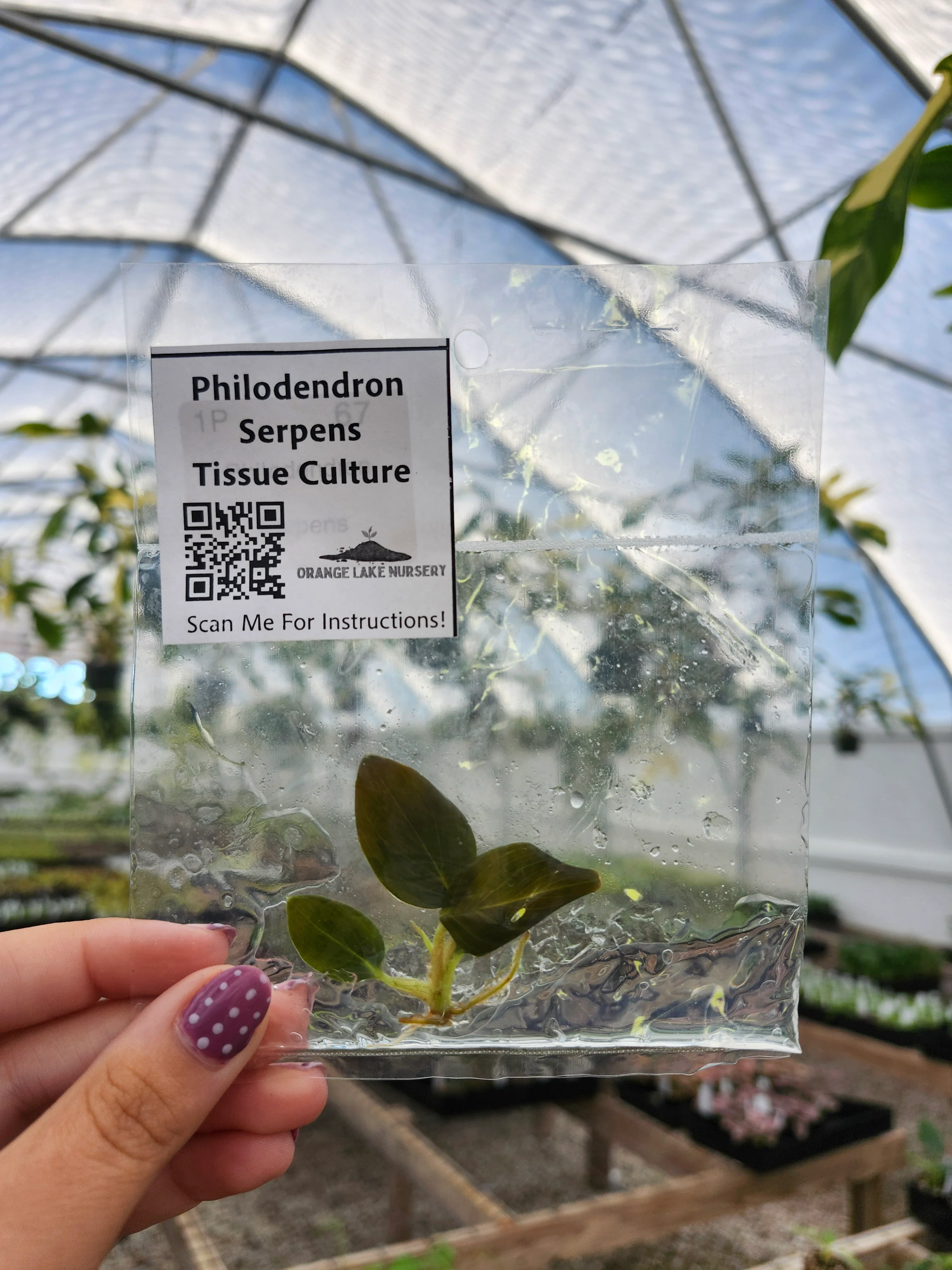 Philodendron Serpens Tissue Culture Single