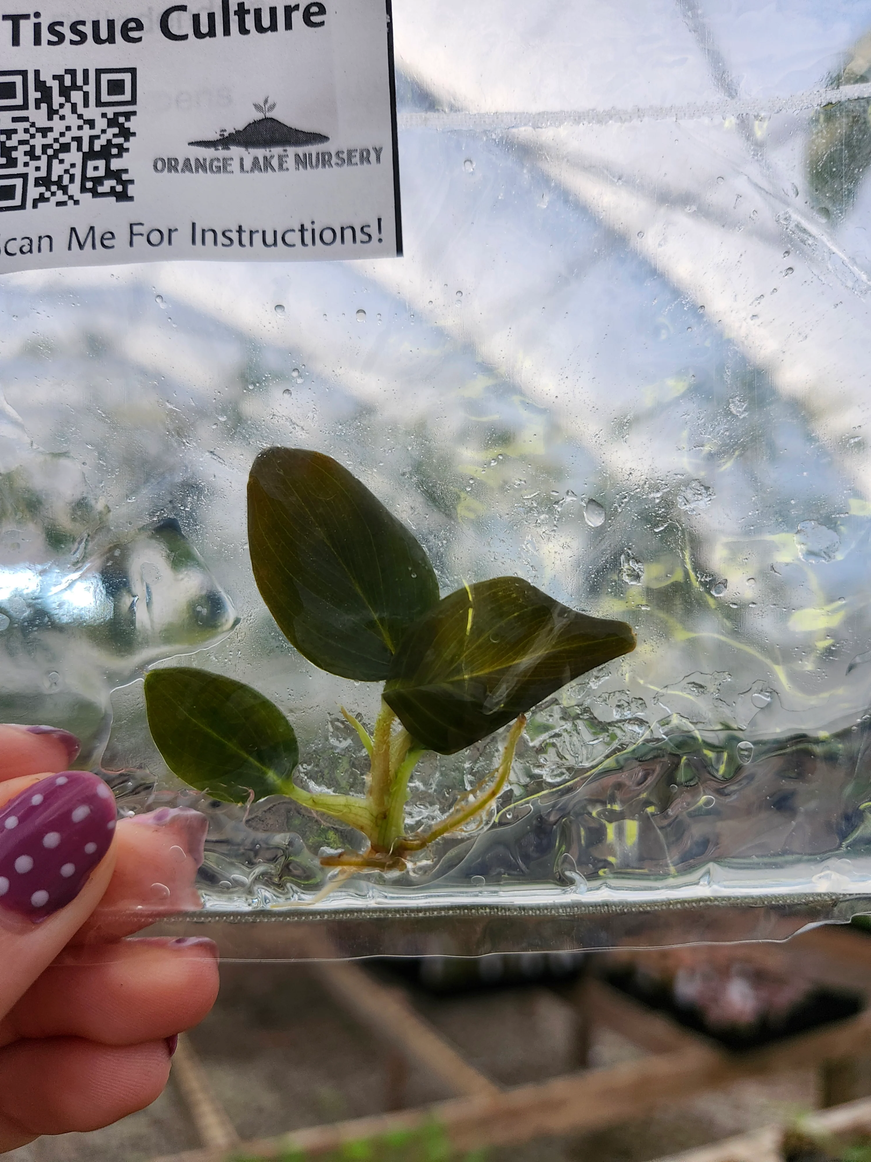 Philodendron Serpens Tissue Culture Single - Image 2
