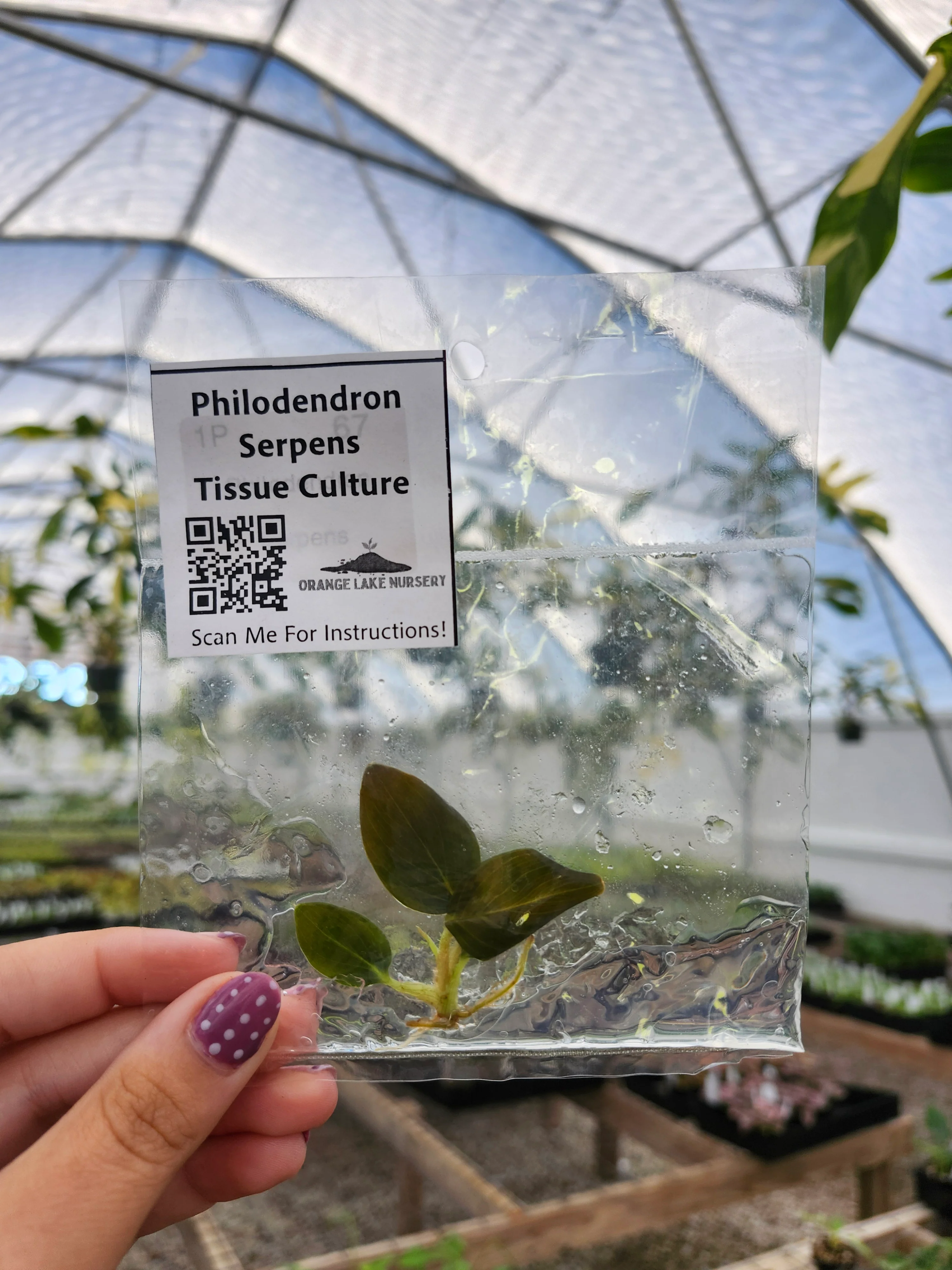 Philodendron Serpens Tissue Culture Single - Image 3