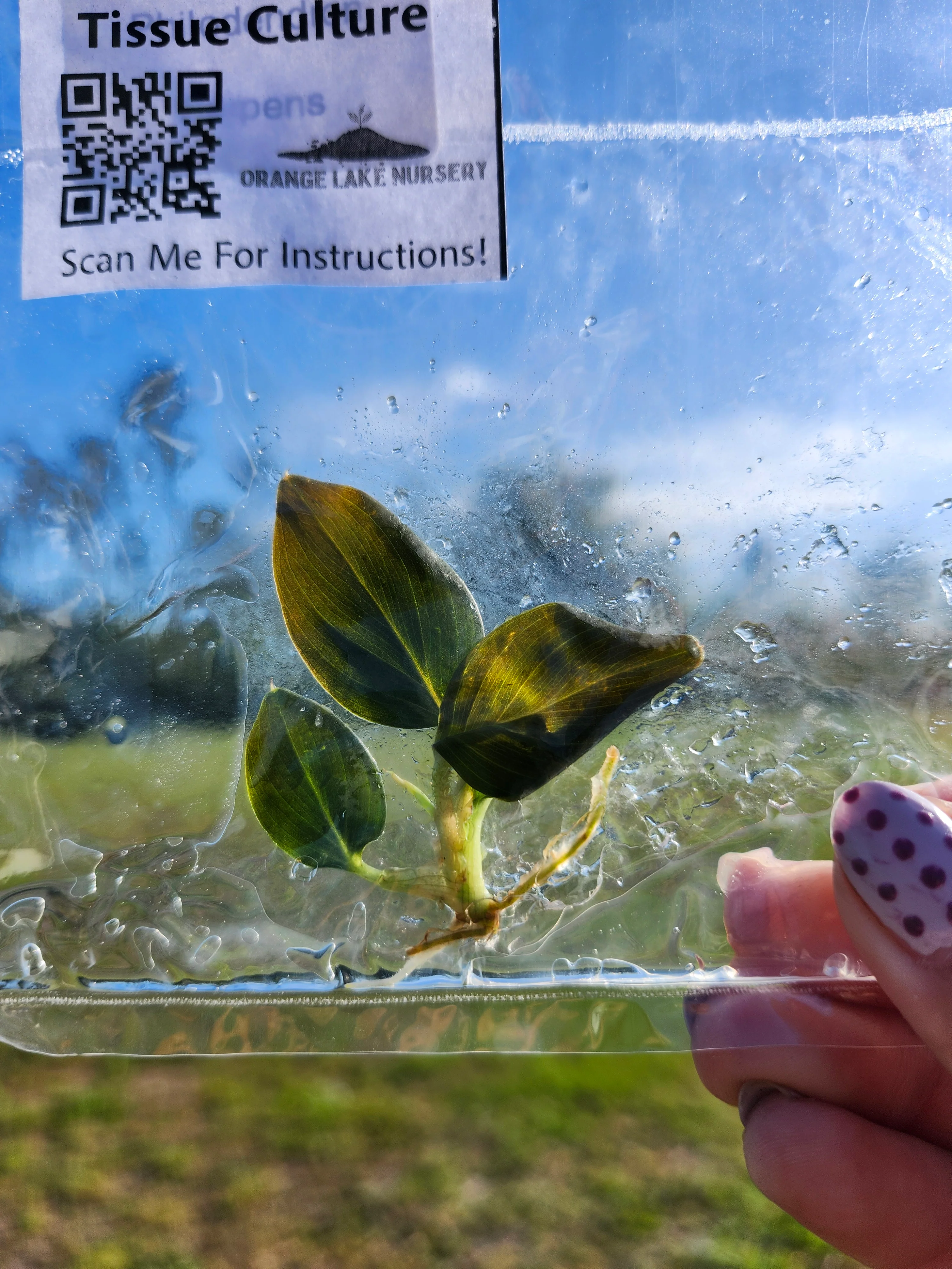 Philodendron Serpens Tissue Culture Single - Image 4