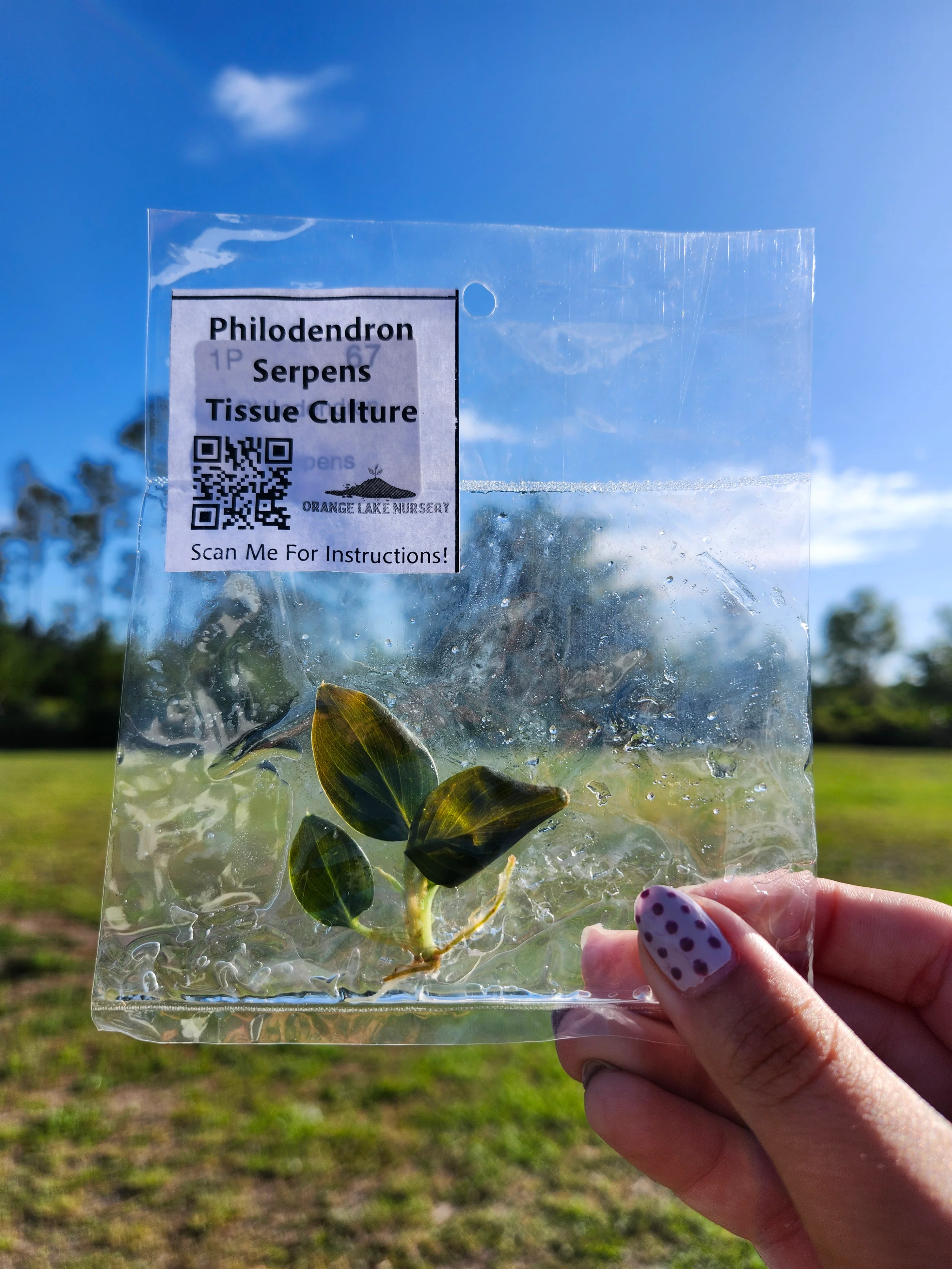 Philodendron Serpens Tissue Culture Single - Image 5