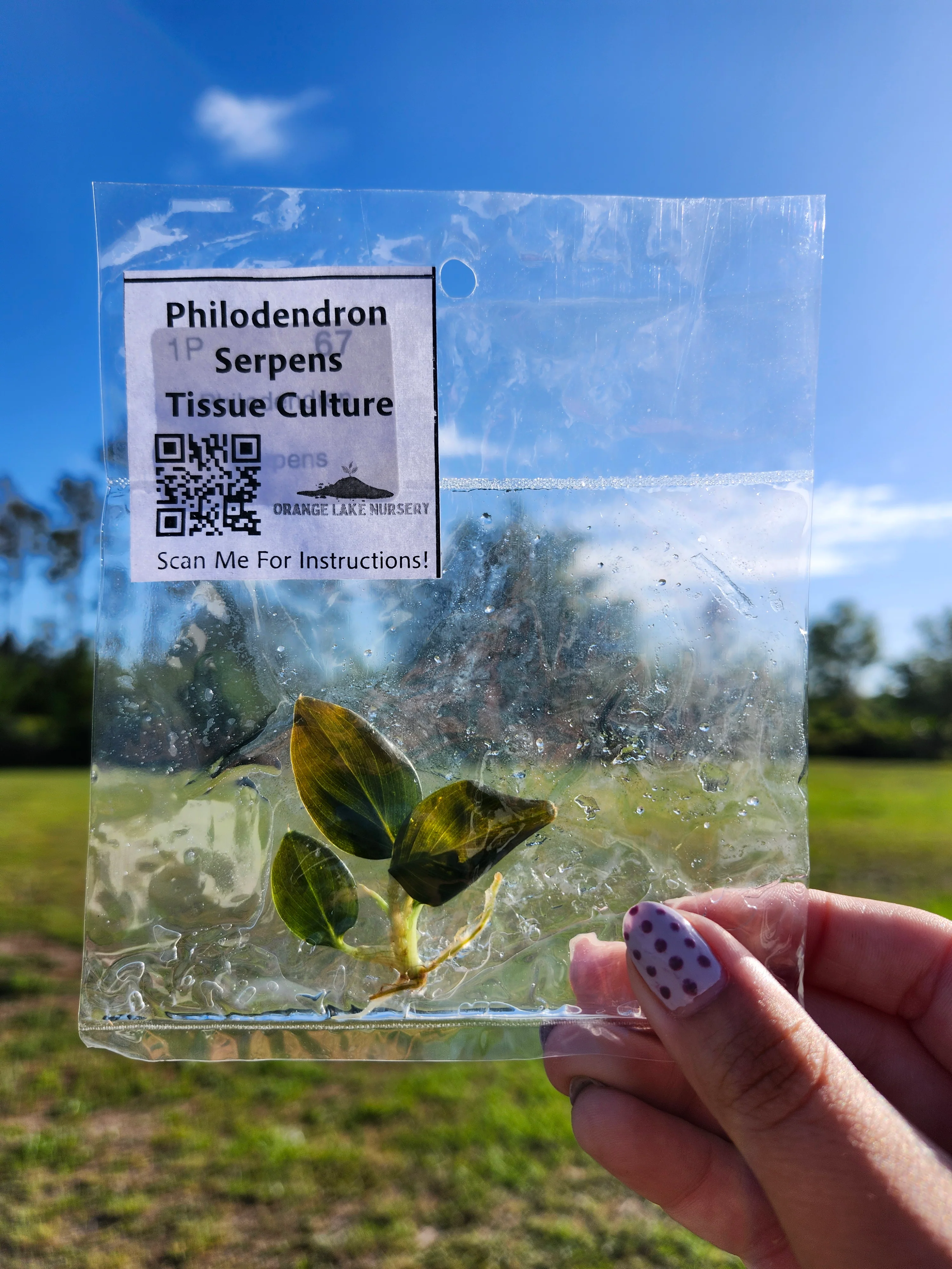 Philodendron Serpens Tissue Culture Single - Image 6