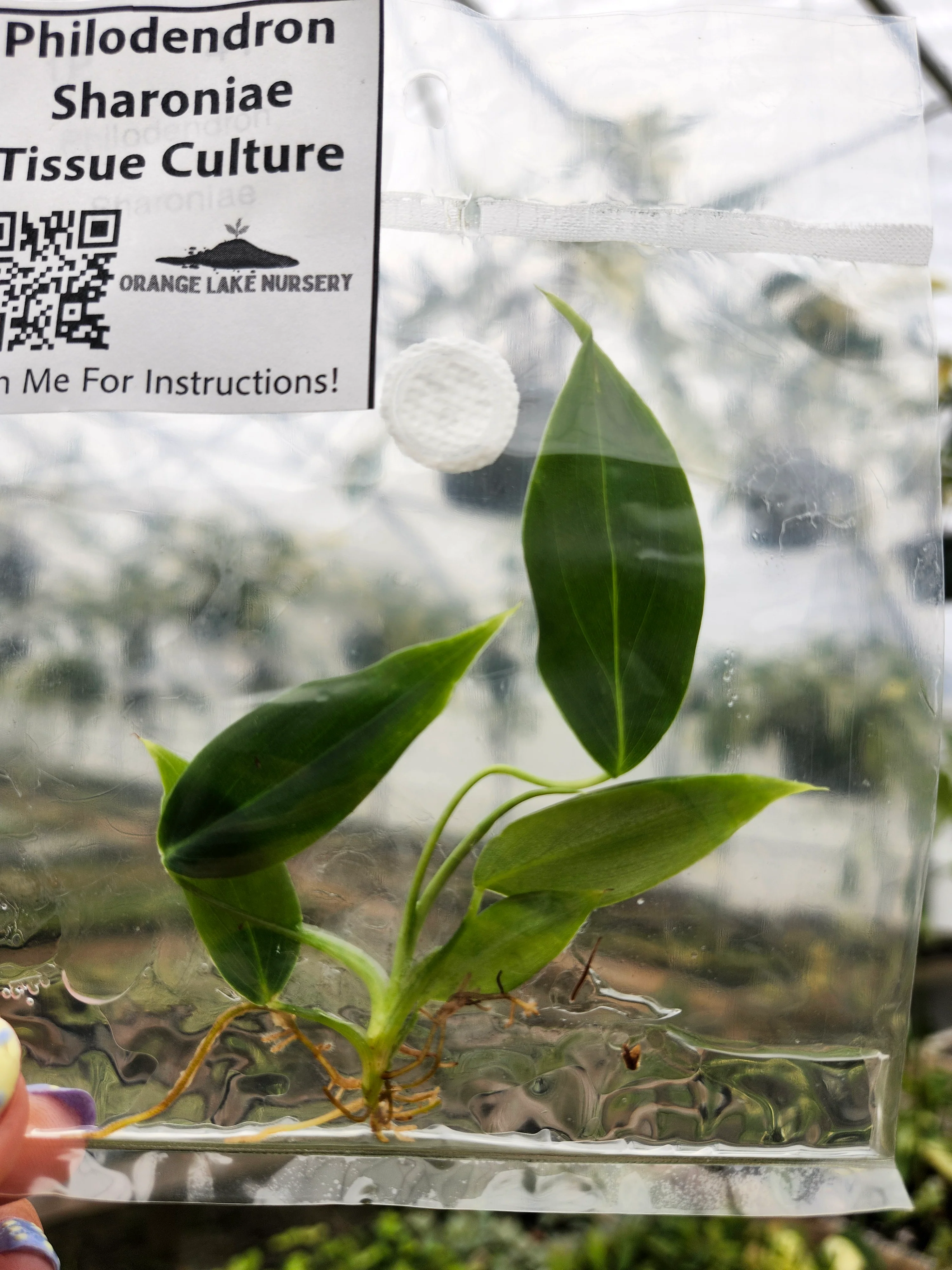 Philodendron Sharoniae Tissue Culture - Image 2