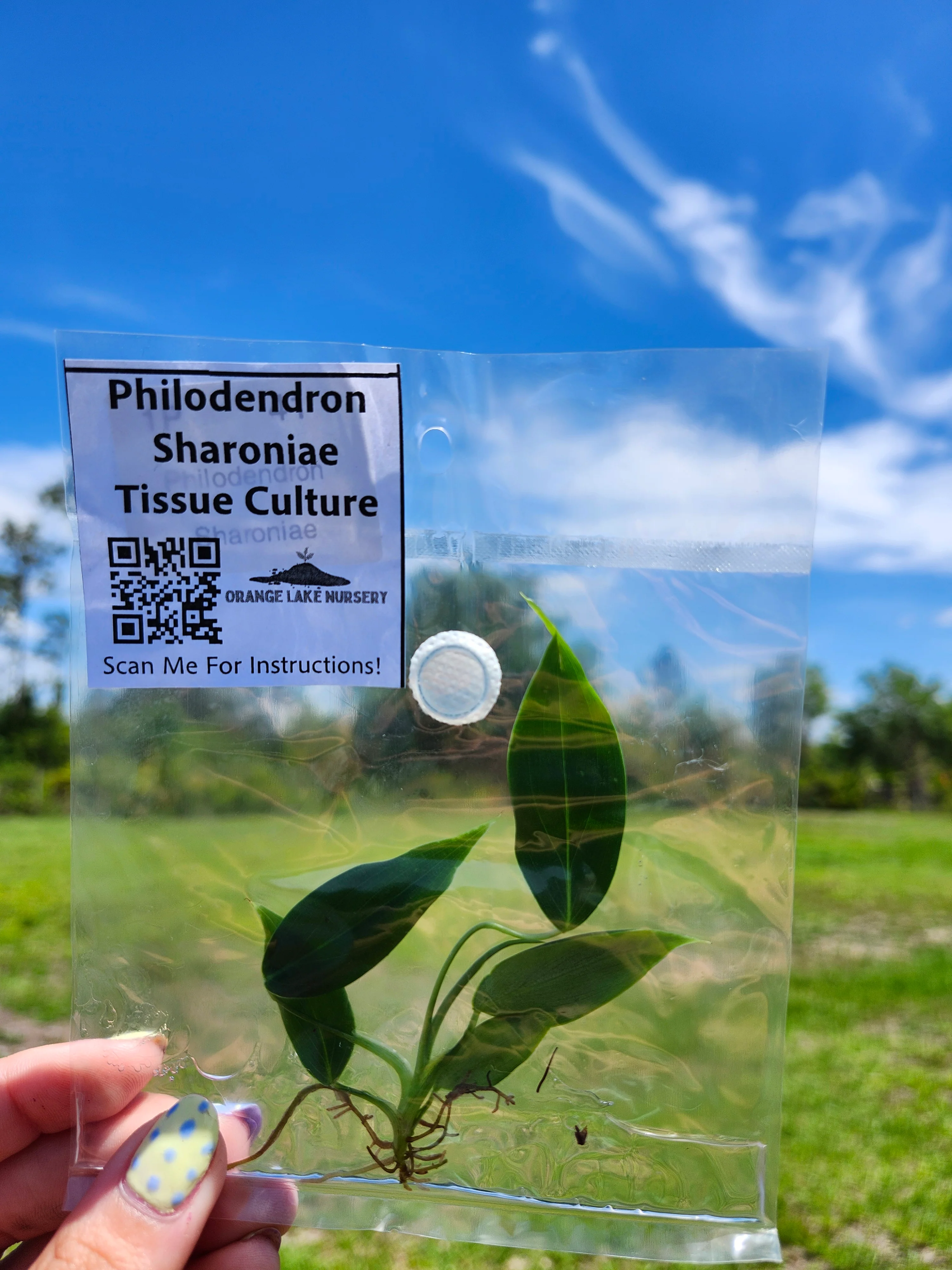 Philodendron Sharoniae Tissue Culture - Image 4
