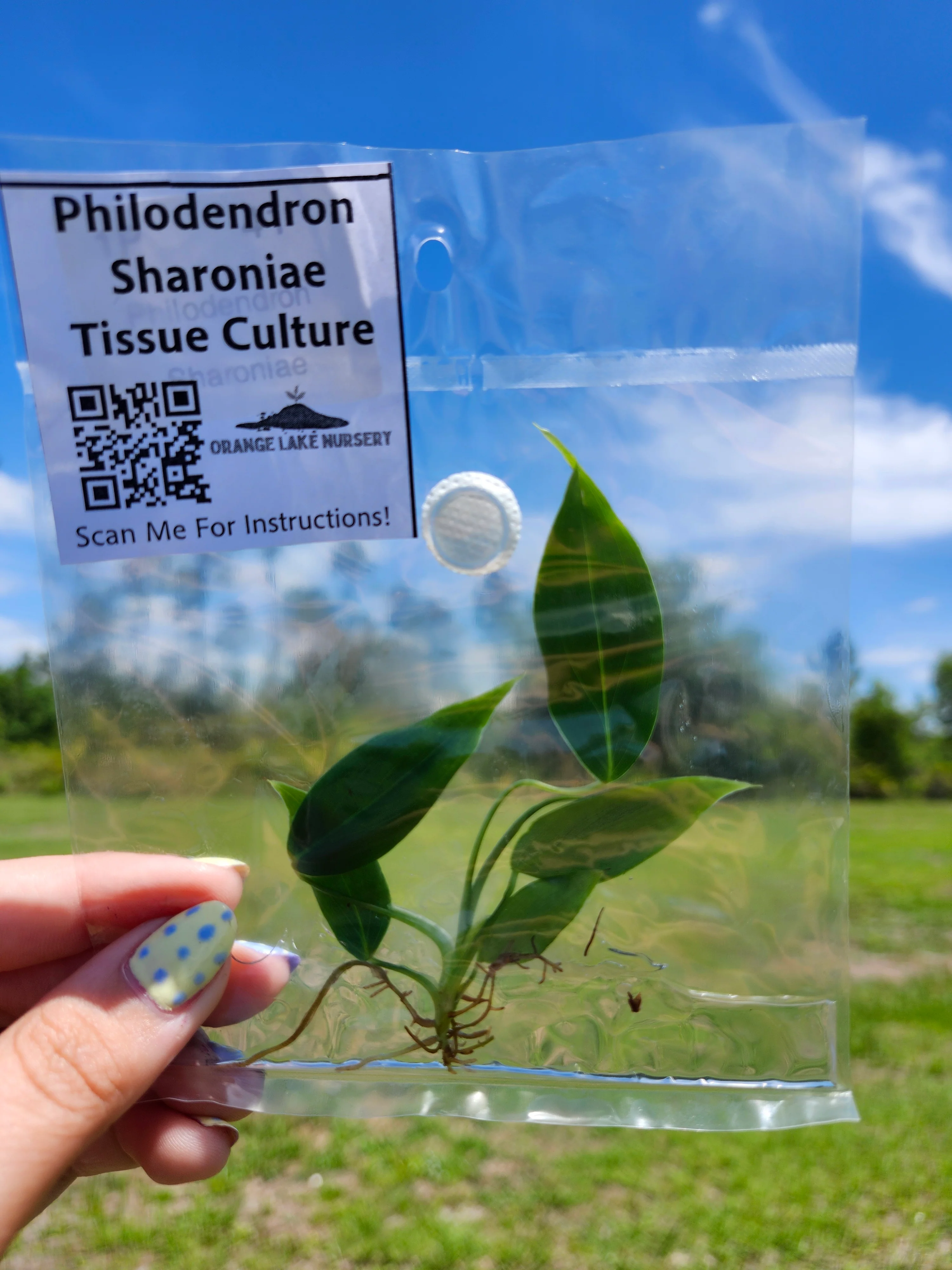 Philodendron Sharoniae Tissue Culture - Image 5