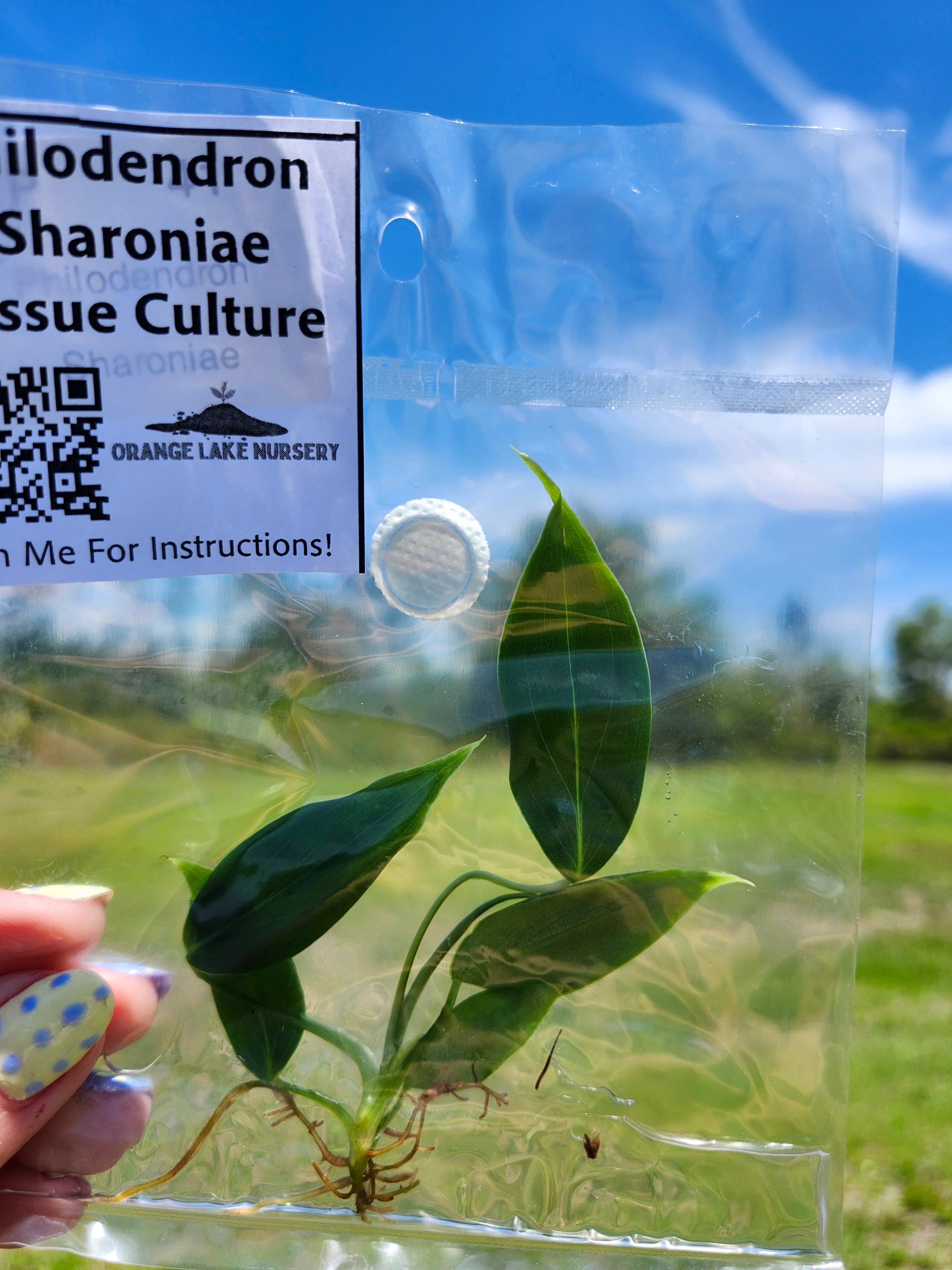 Philodendron Sharoniae Tissue Culture - Image 6