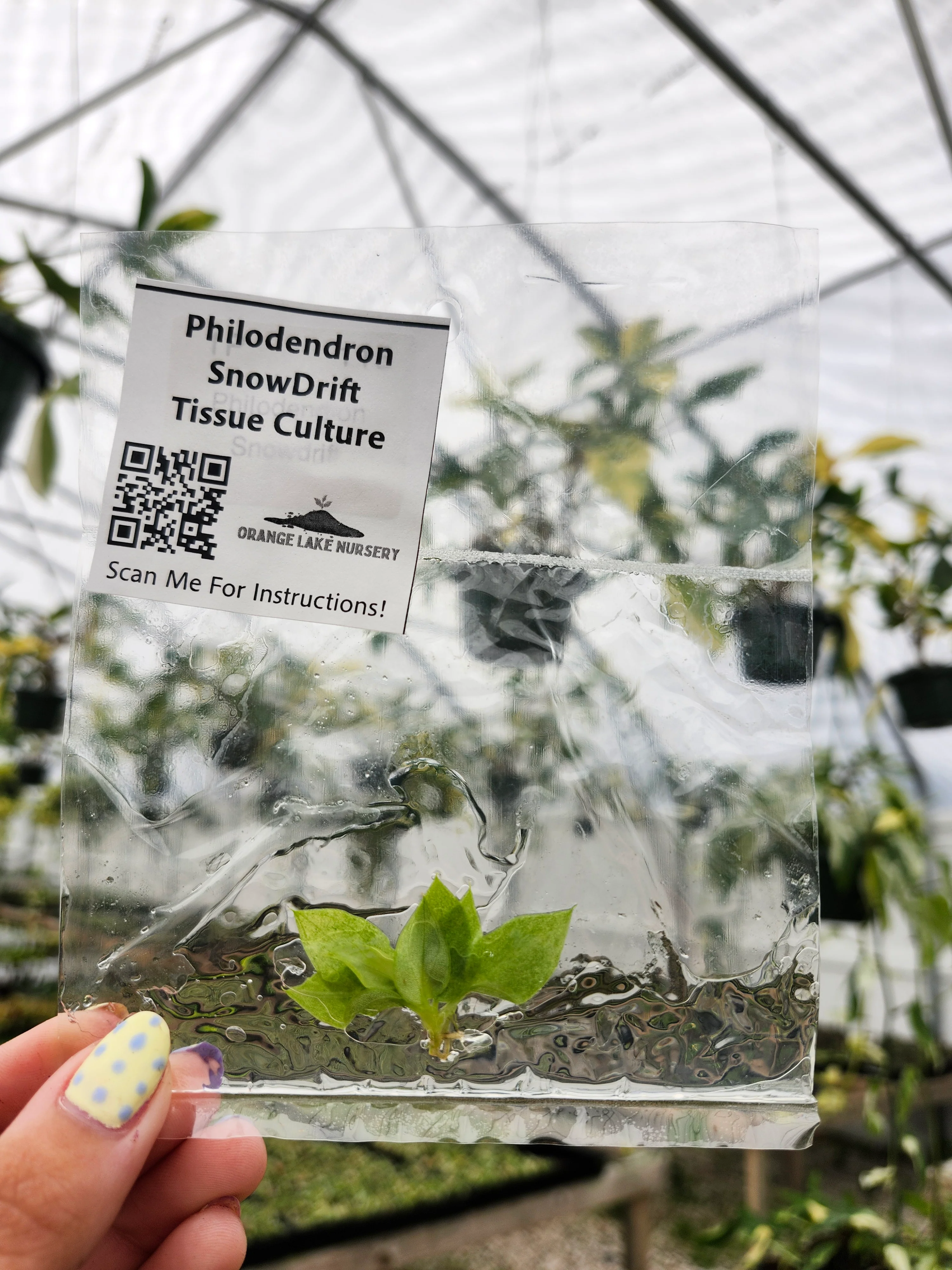 Philodendron Snowdrift Tissue Culture
