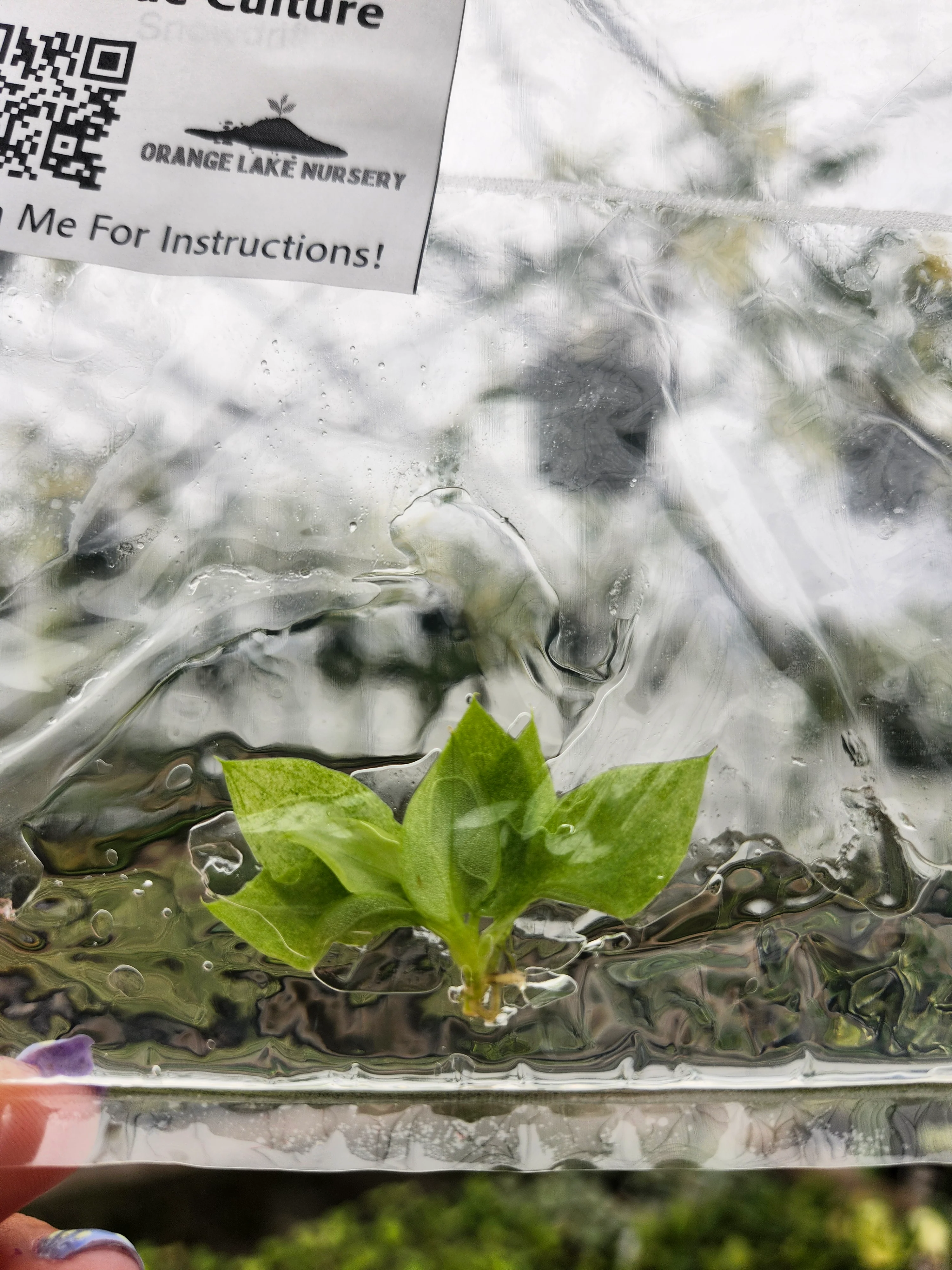 Philodendron Snowdrift Tissue Culture - Image 2