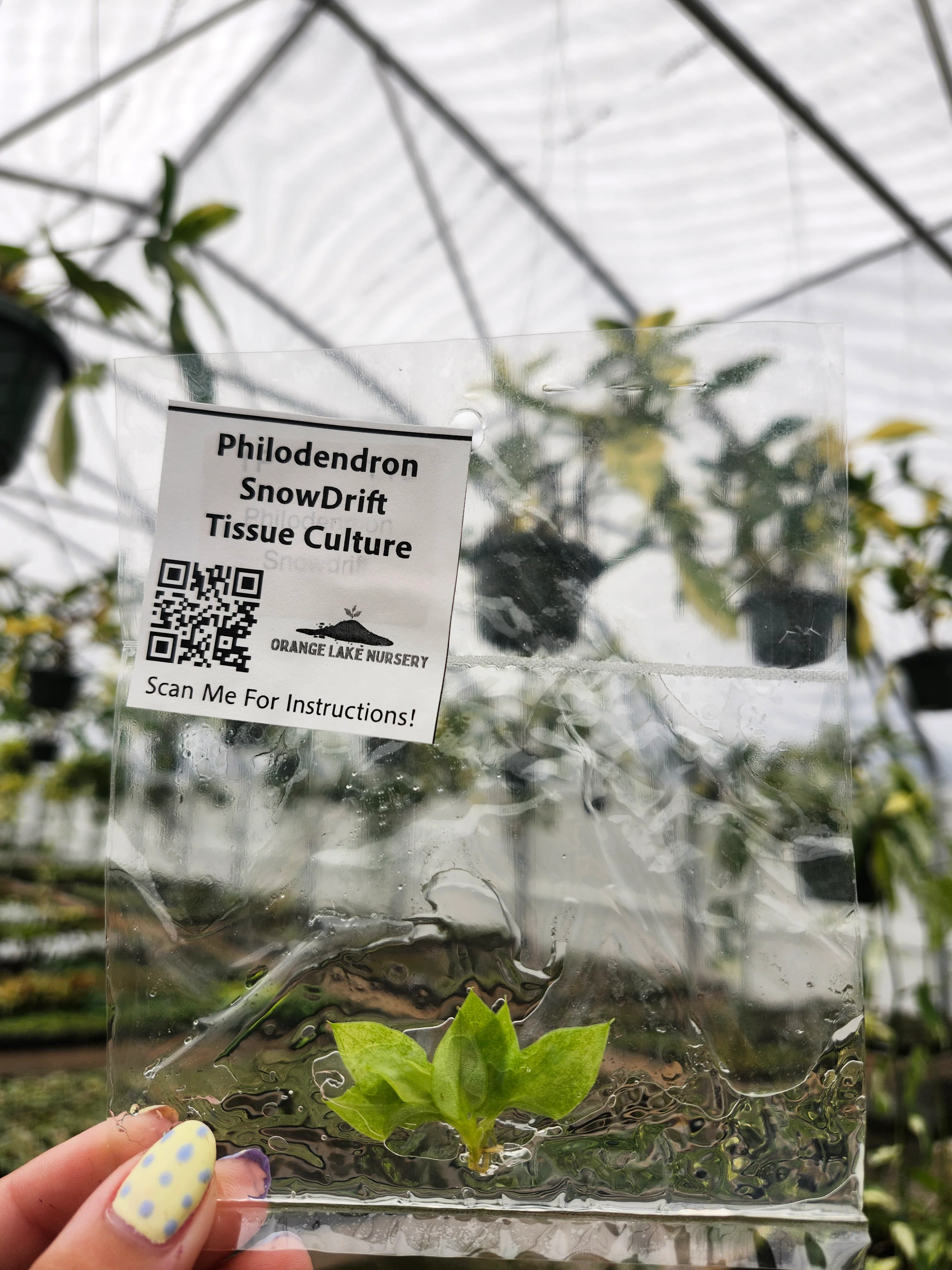 Philodendron Snowdrift Tissue Culture - Image 3