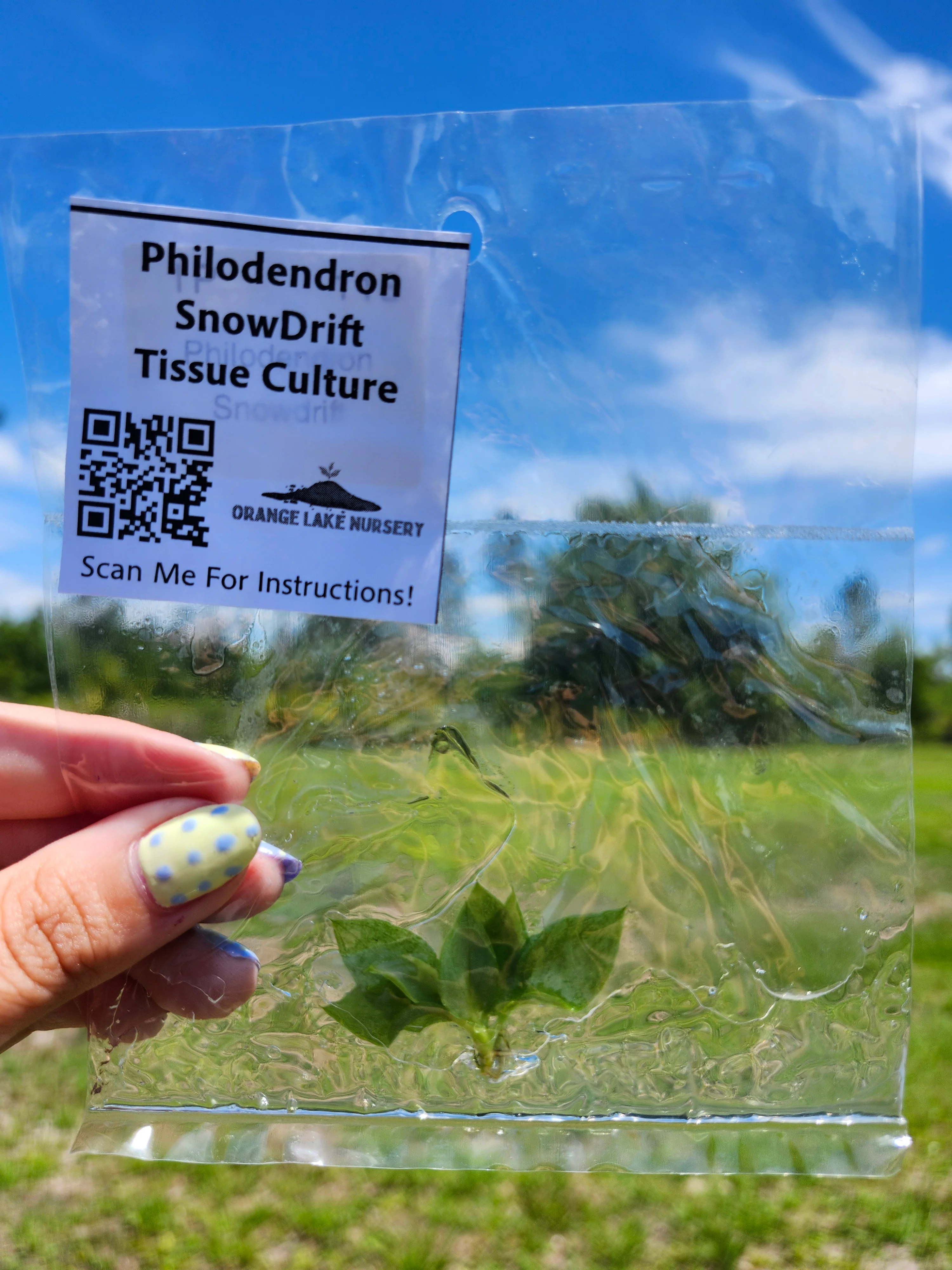 Philodendron Snowdrift Tissue Culture - Image 4