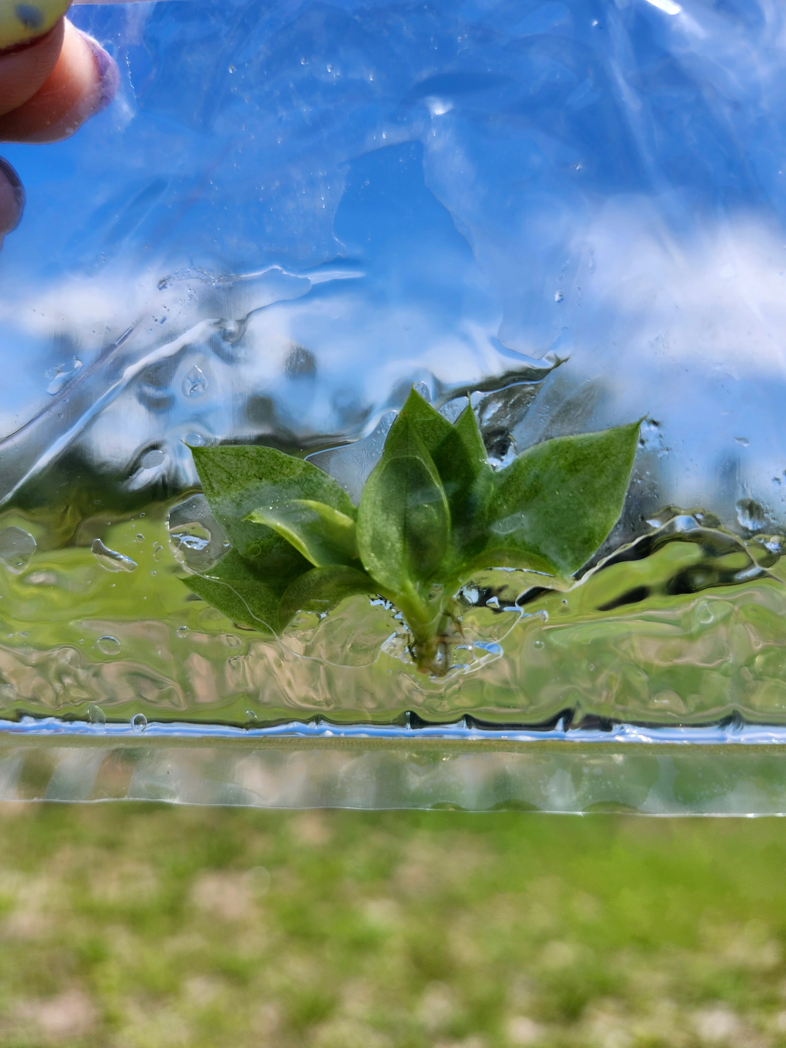 Philodendron Snowdrift Tissue Culture - Image 6