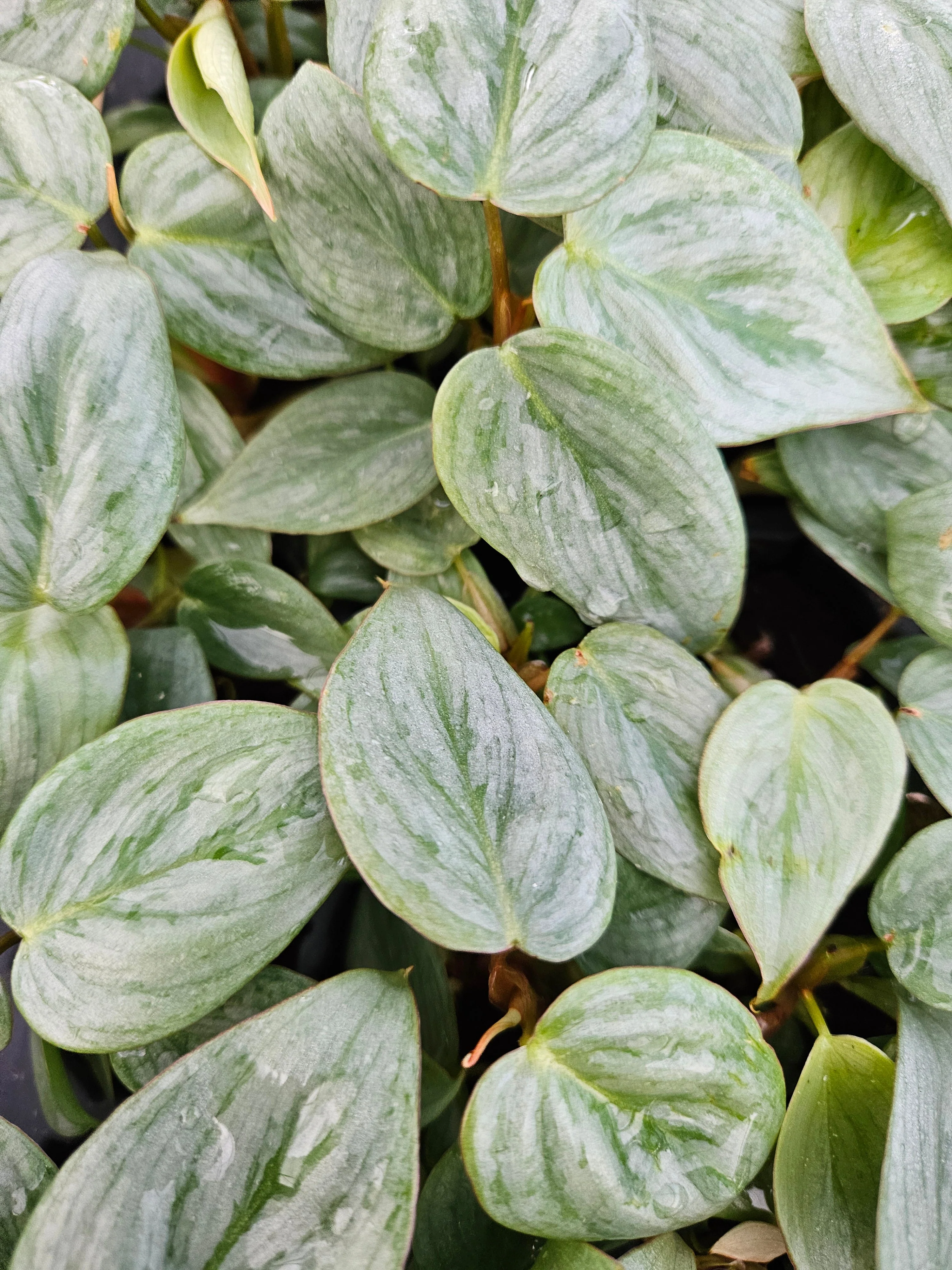 Philodendron Sodiroi