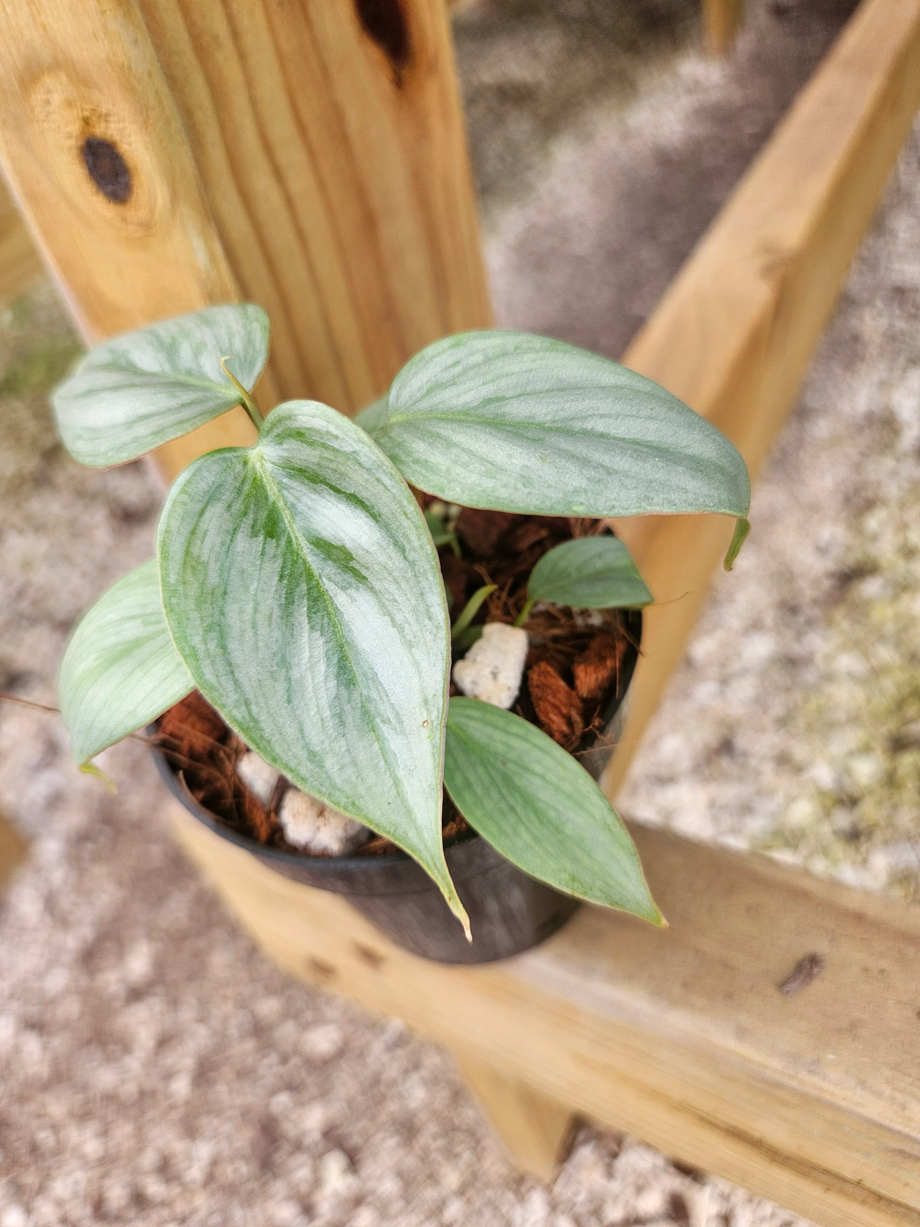 Philodendron Sodiroi - Image 10