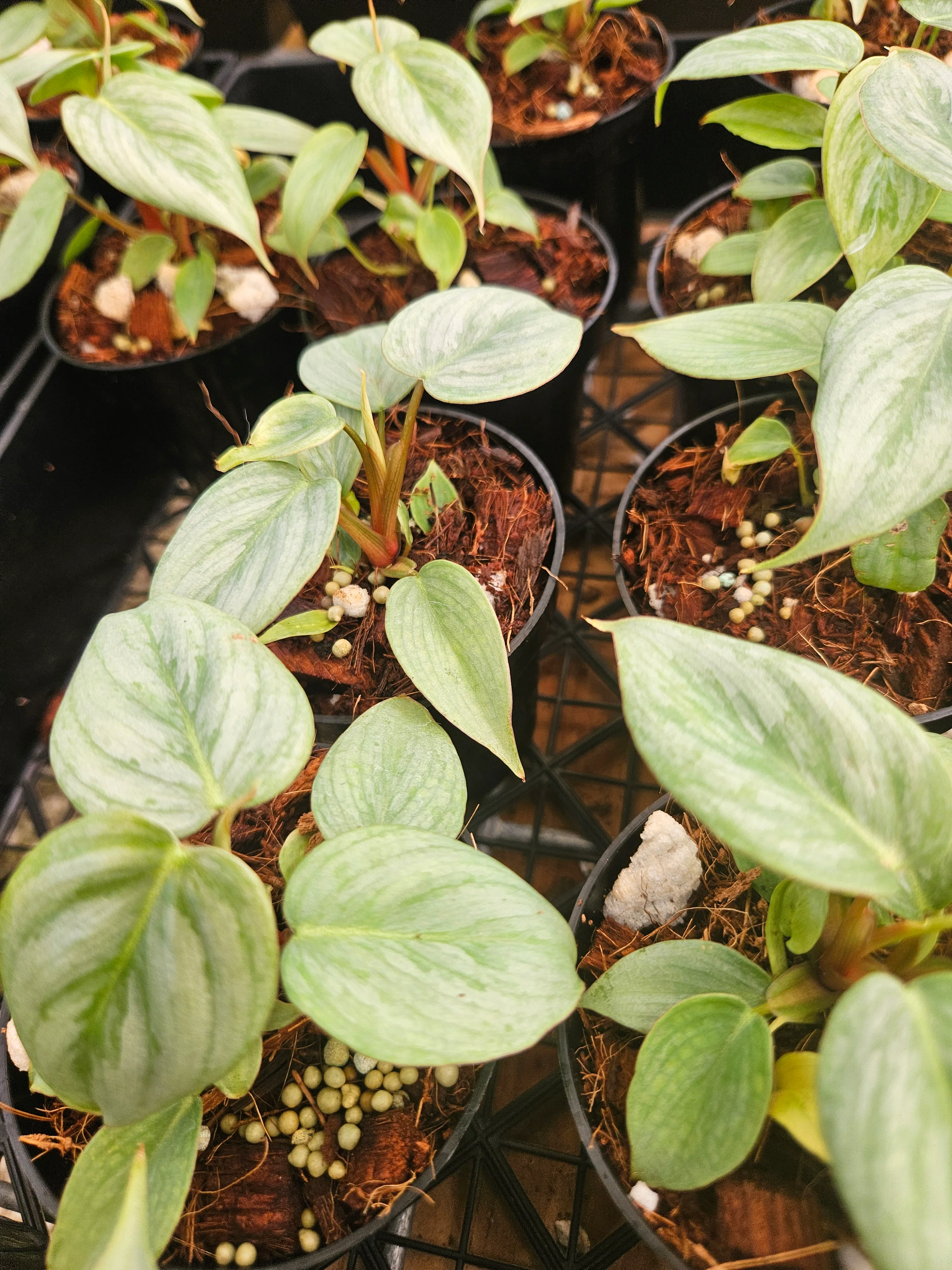 Philodendron Sodiroi - Image 11