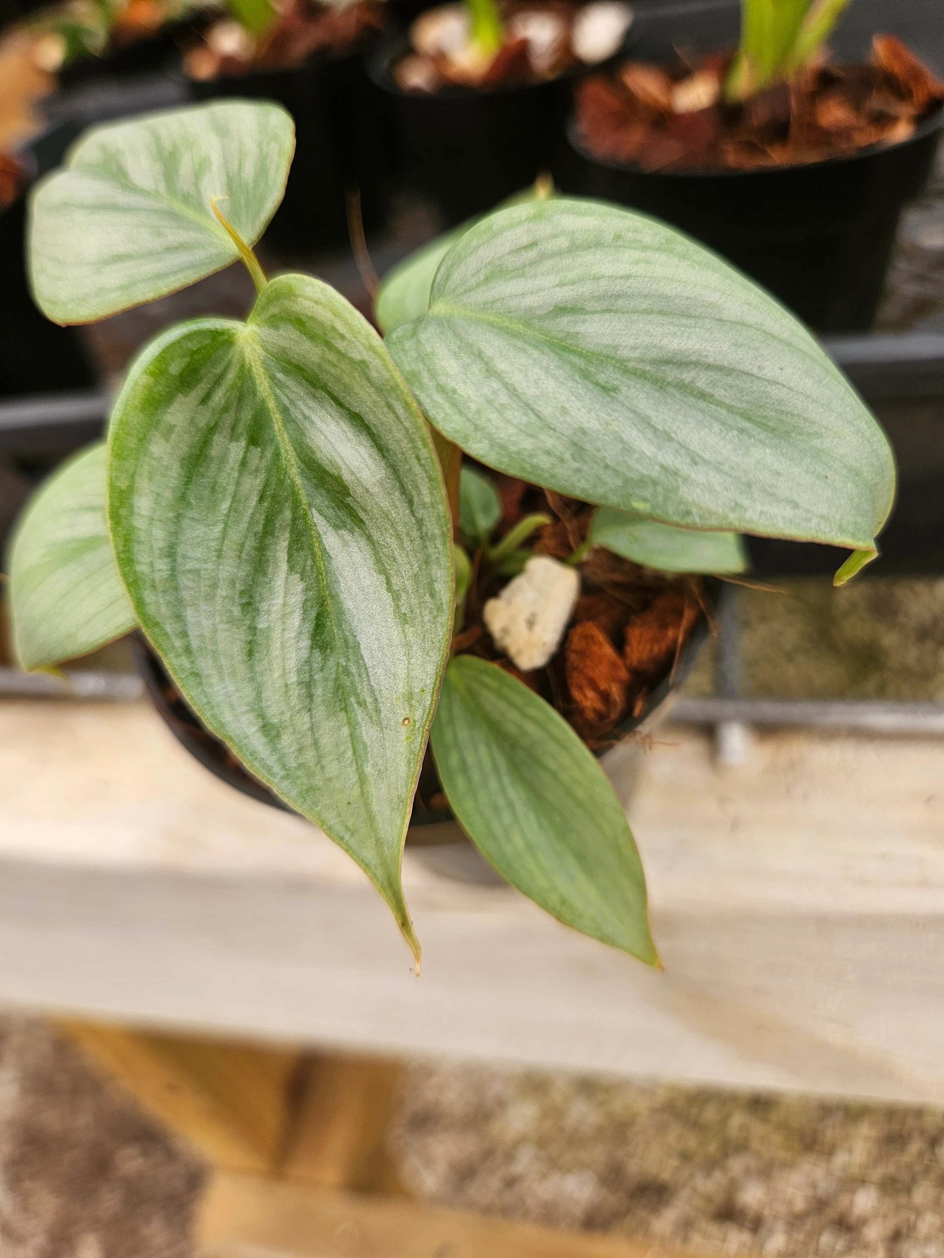 Philodendron Sodiroi - Image 12