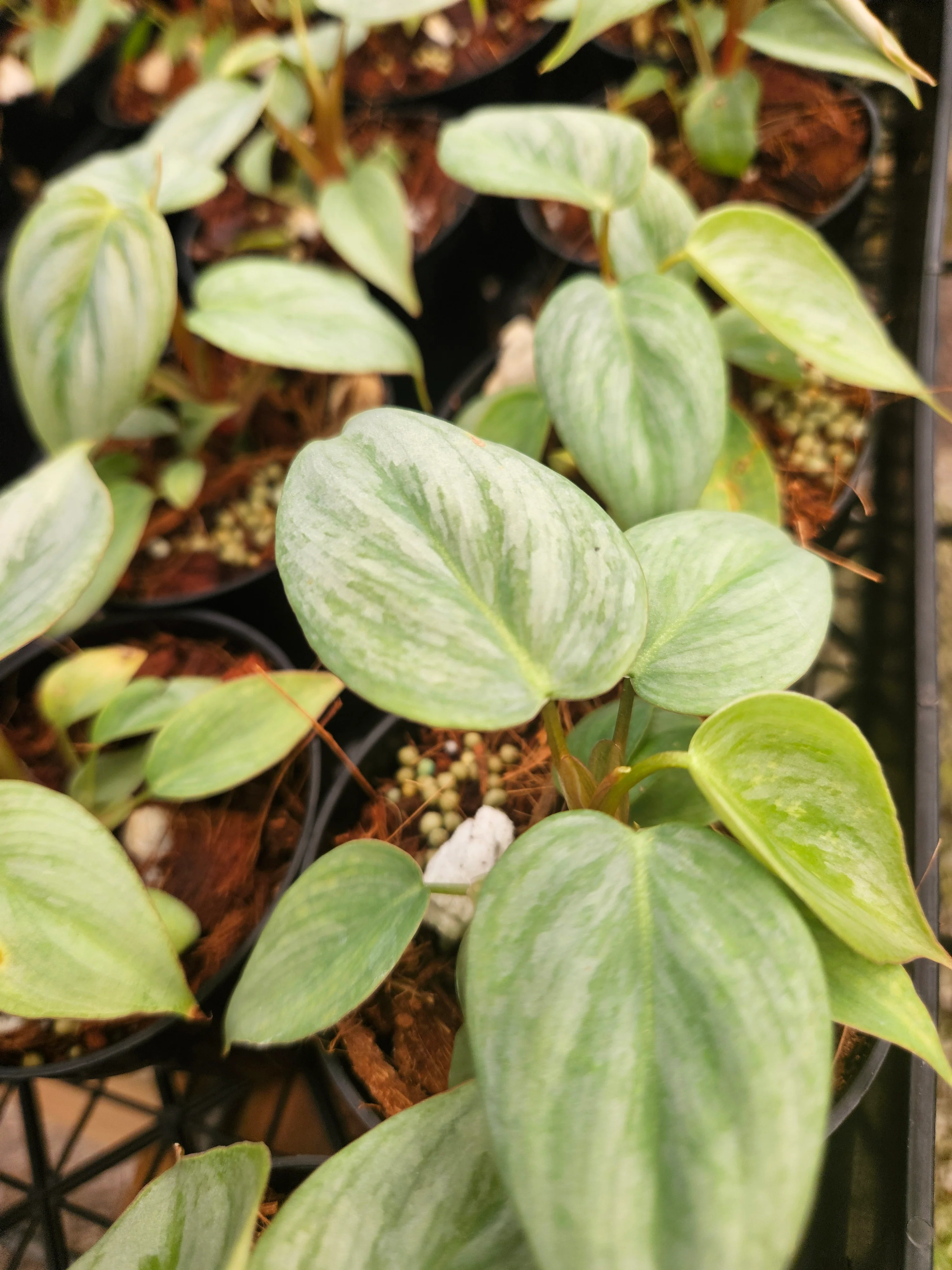 Philodendron Sodiroi - Image 13