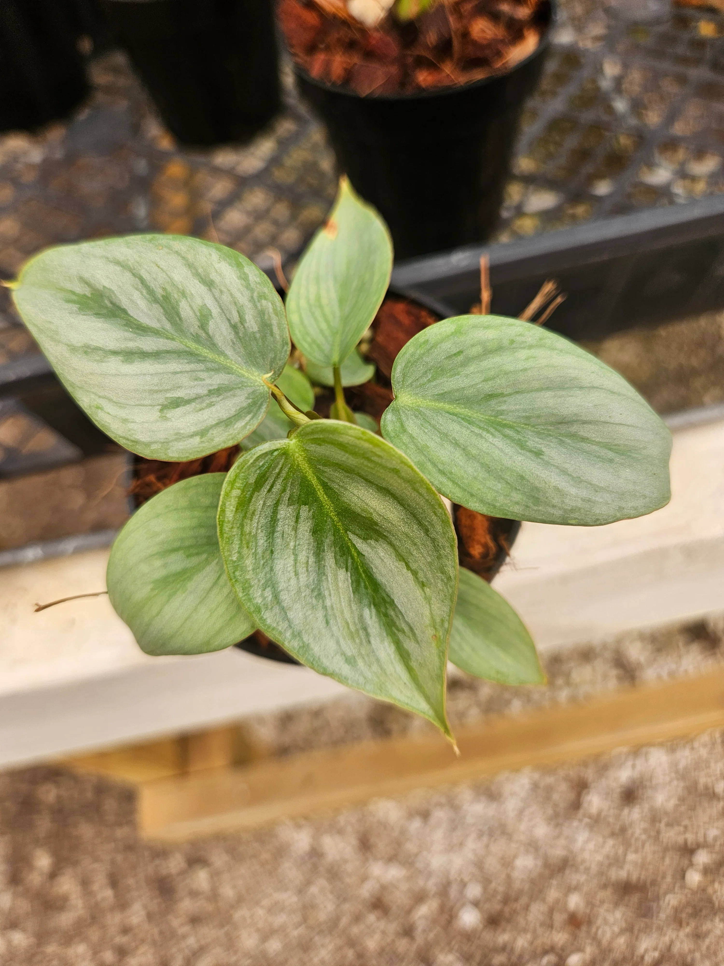 Philodendron Sodiroi - Image 4