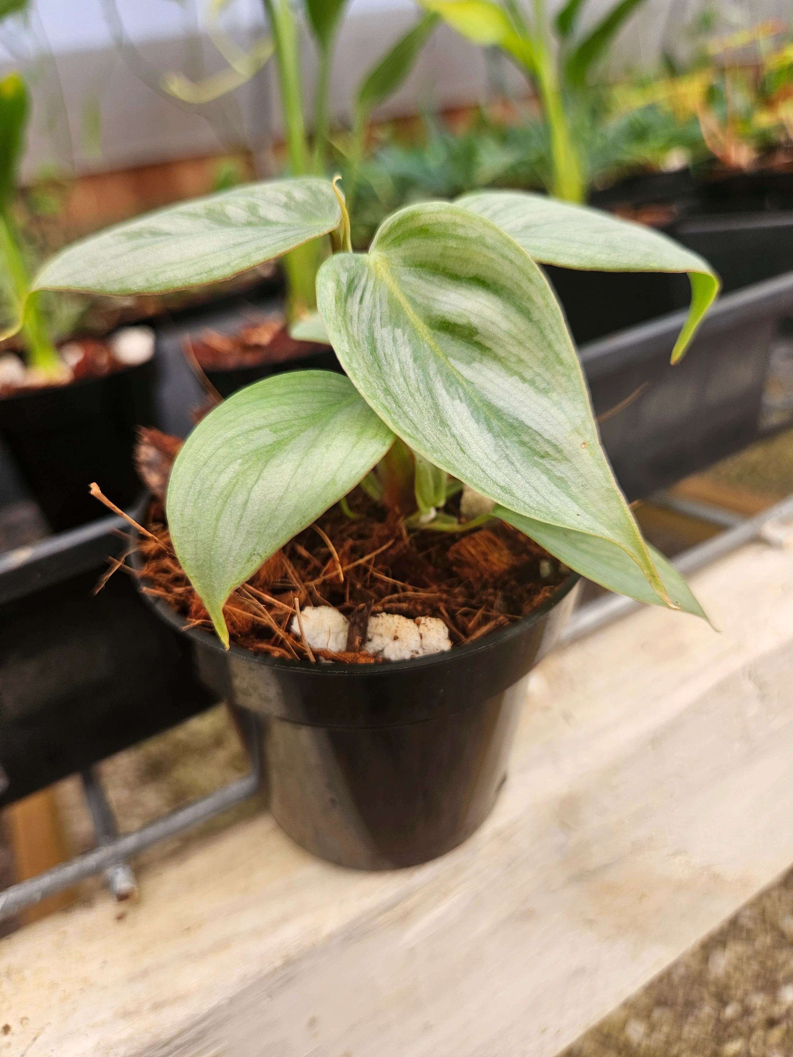 Philodendron Sodiroi - Image 5