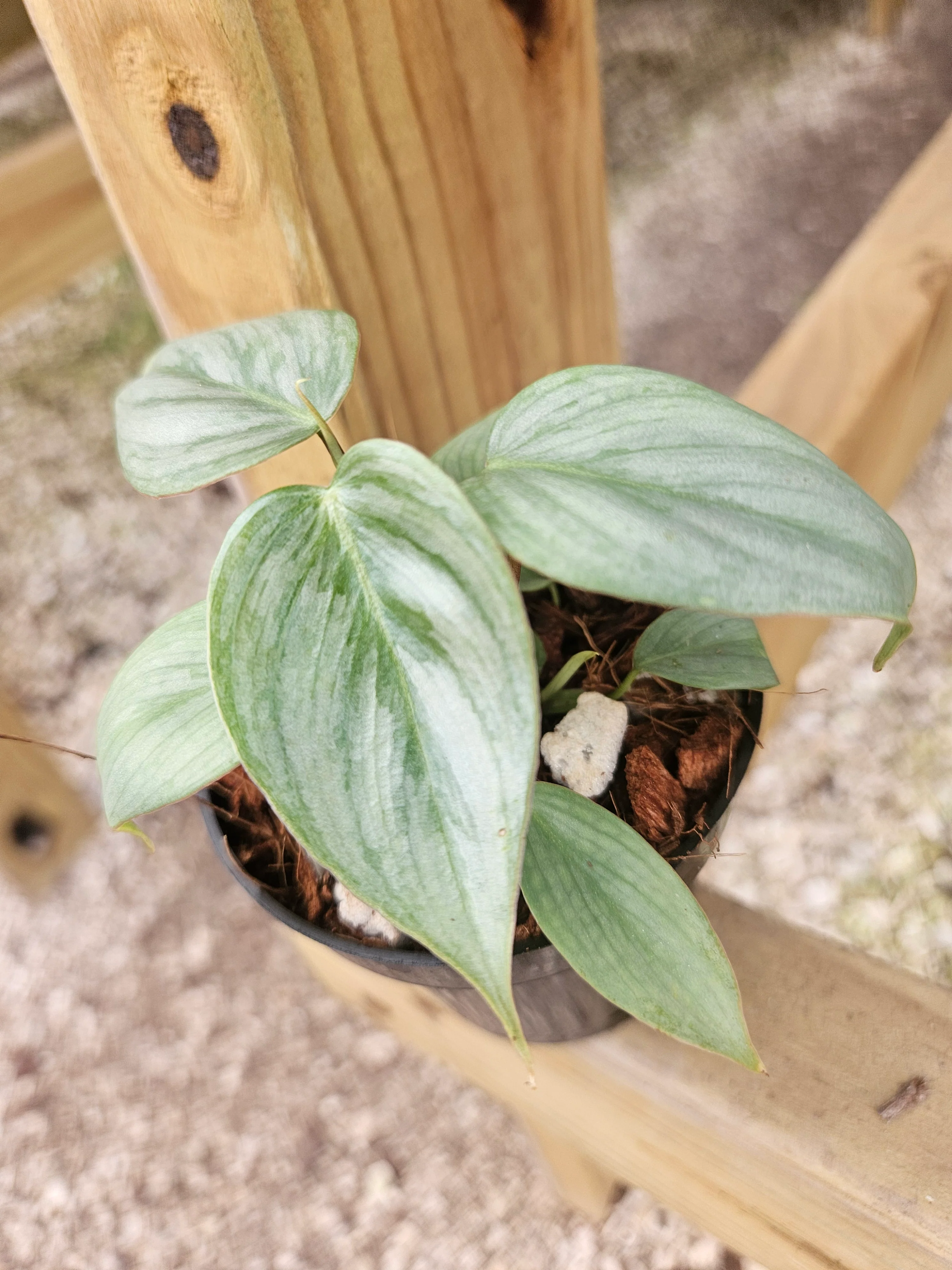 Philodendron Sodiroi - Image 6