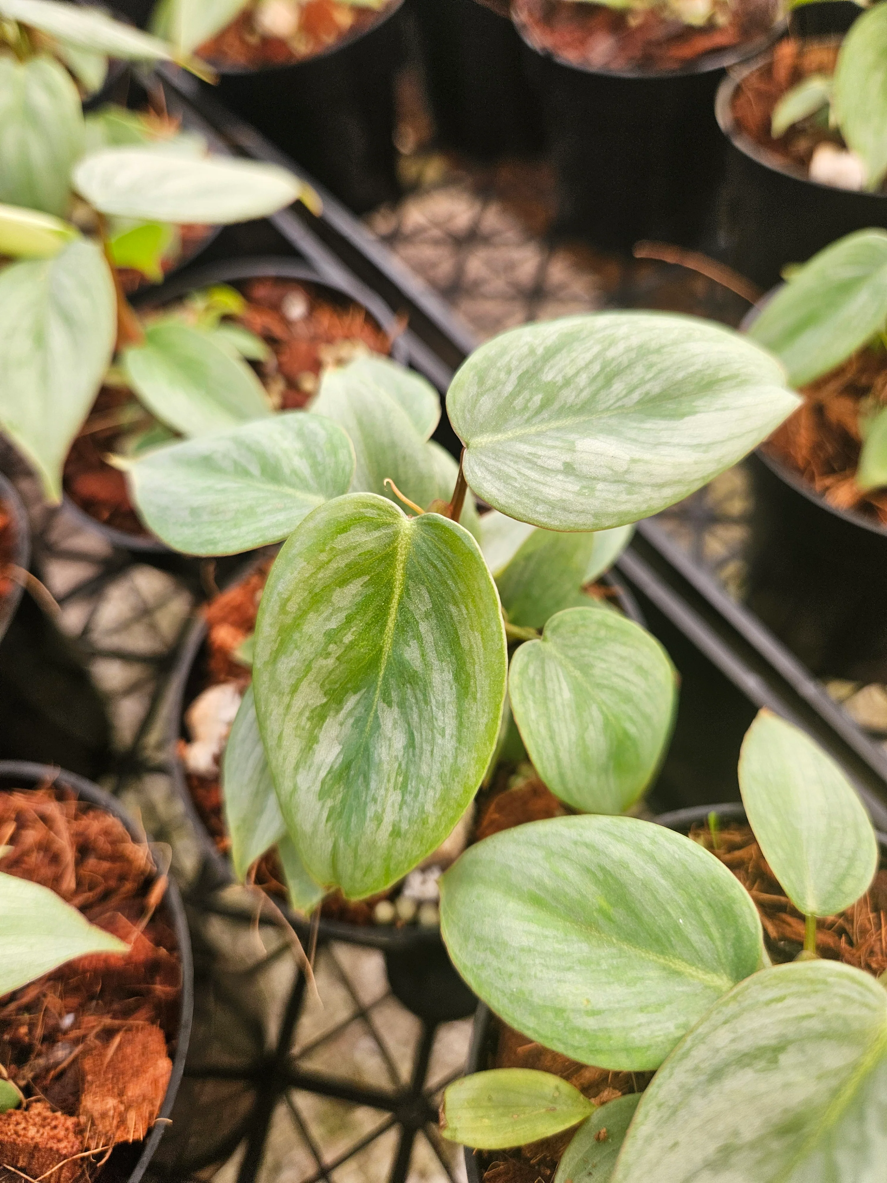 Philodendron Sodiroi - Image 7