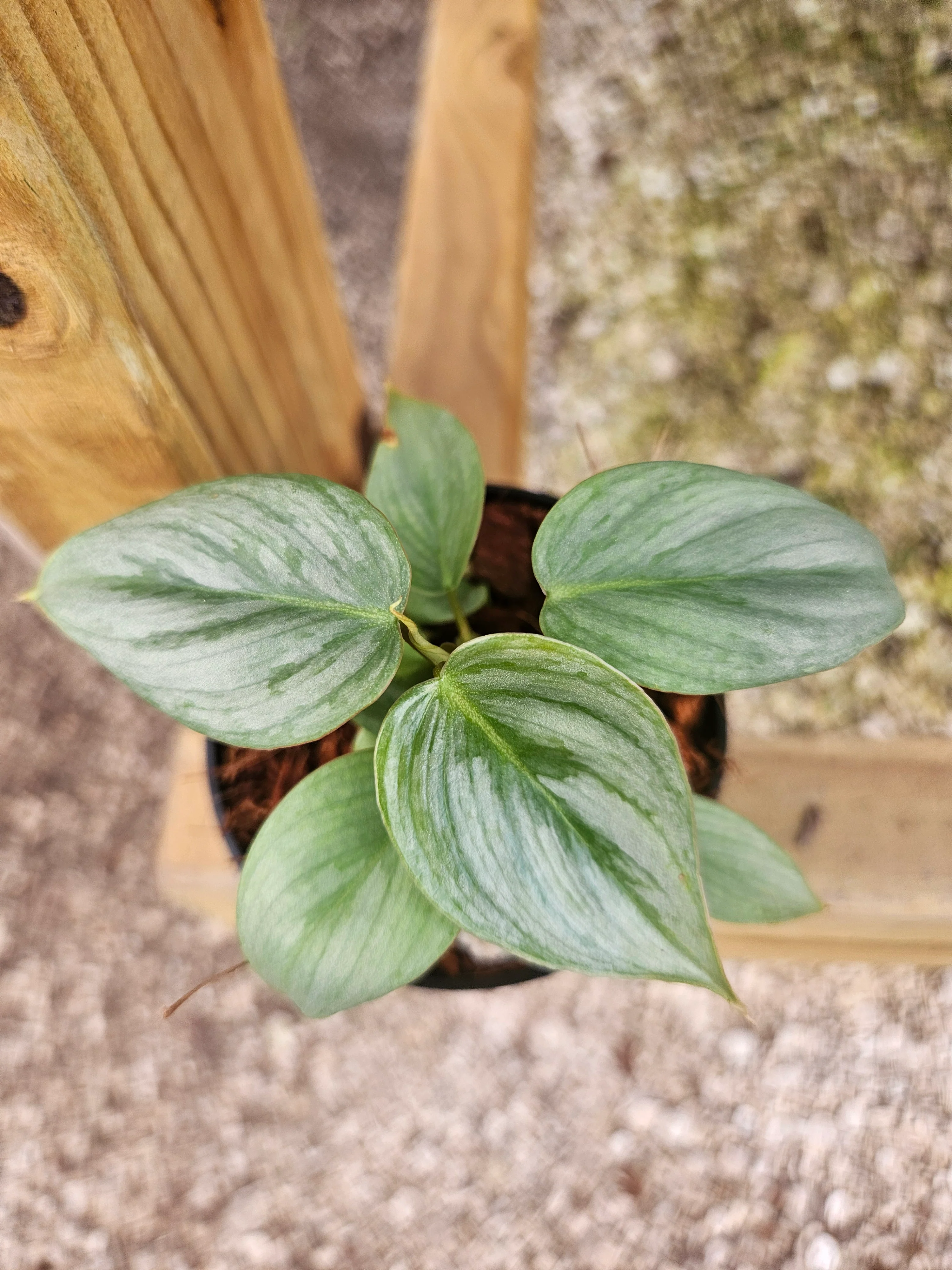 Philodendron Sodiroi - Image 8
