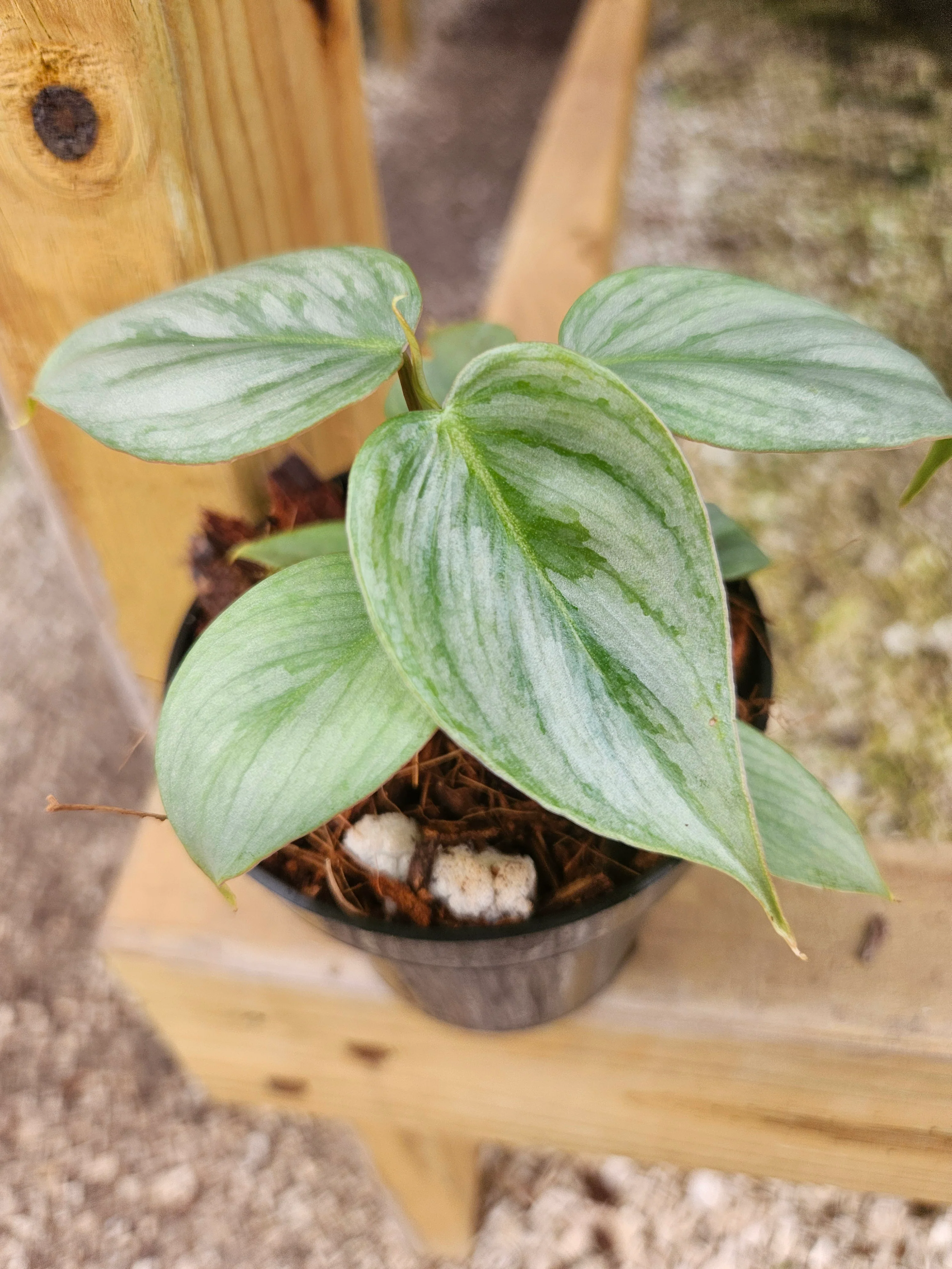 Philodendron Sodiroi - Image 9