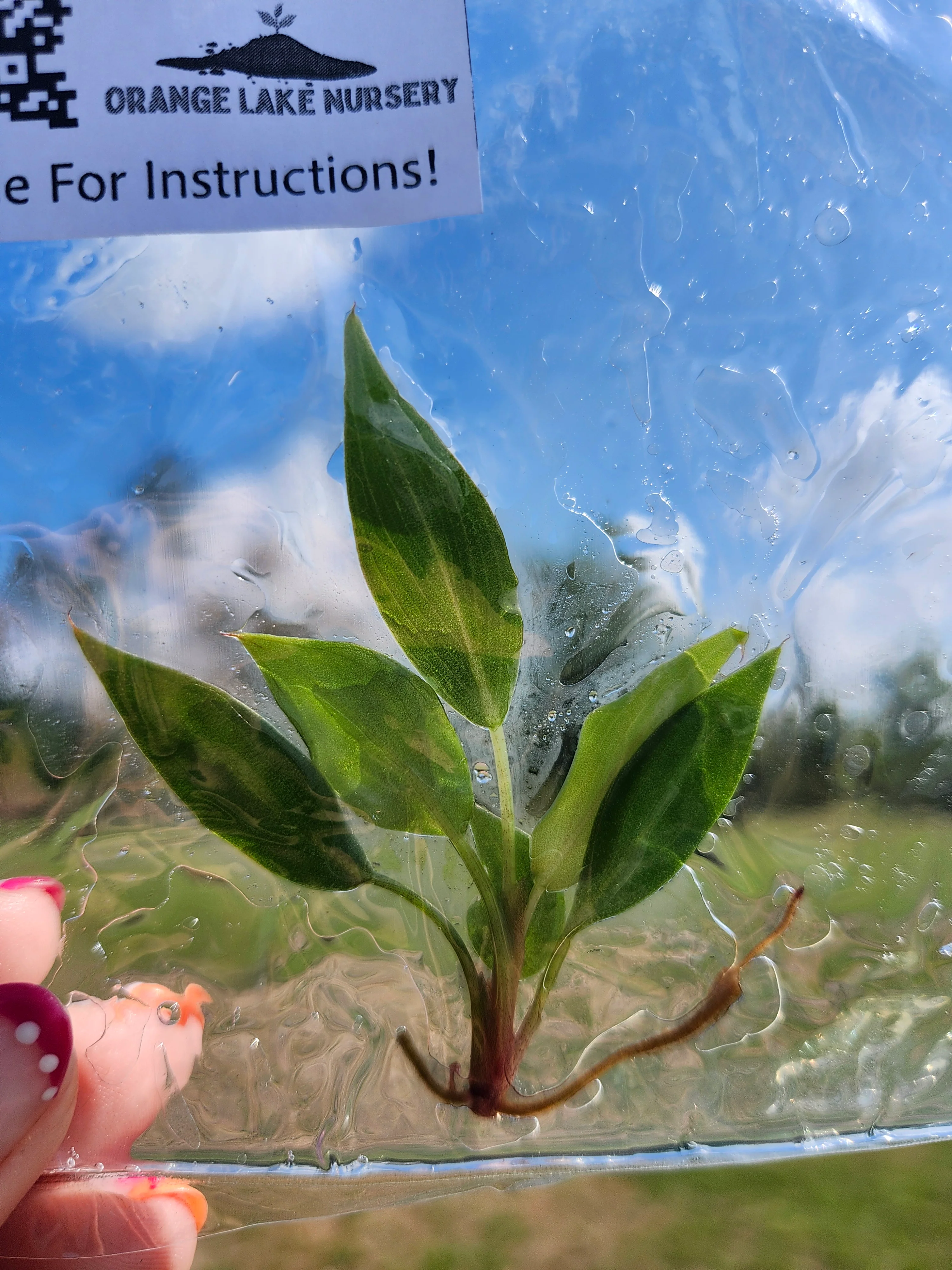 Philodendron Summer Glory Tissue Culture