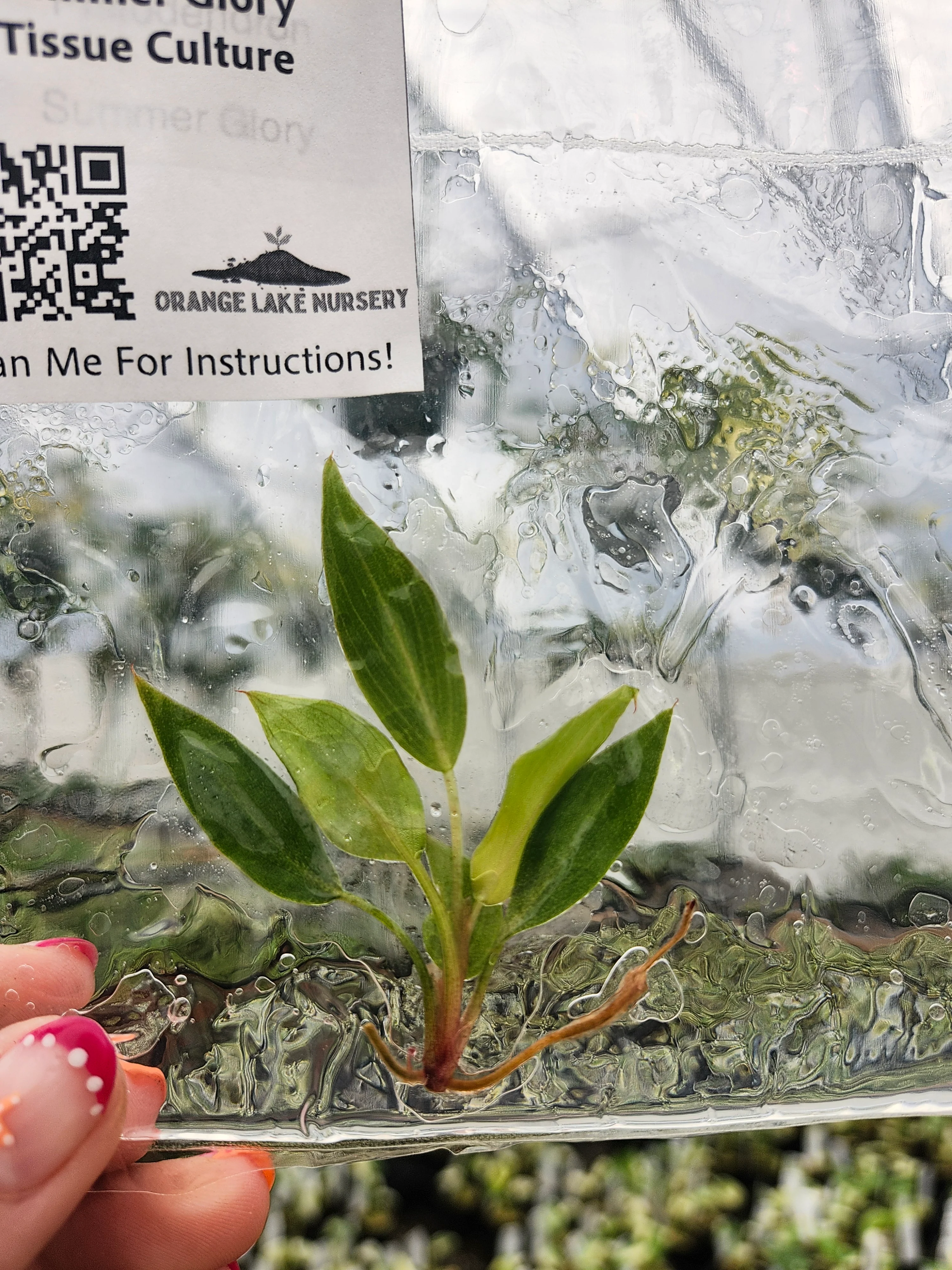 Philodendron Summer Glory Tissue Culture - Image 2