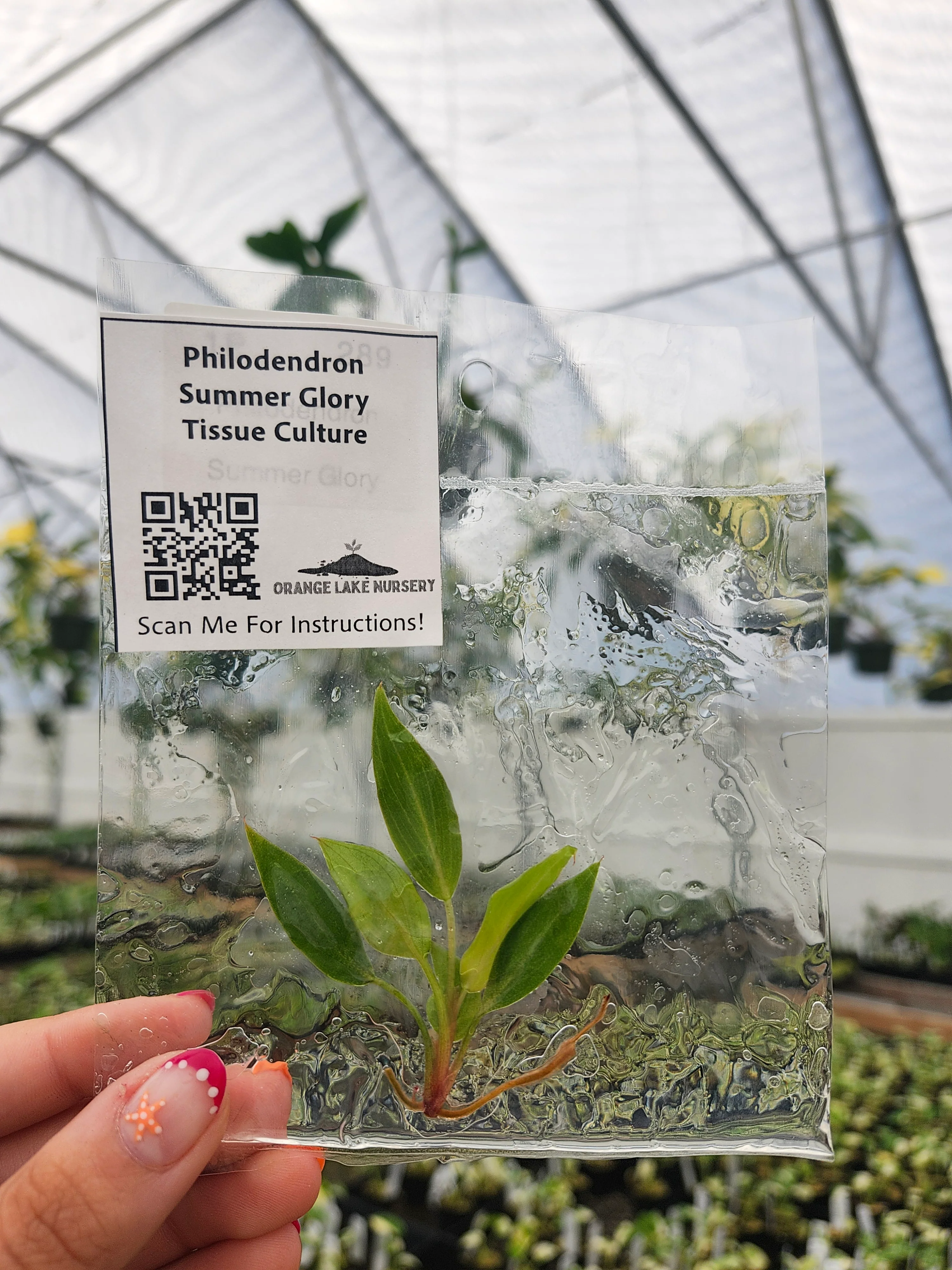 Philodendron Summer Glory Tissue Culture - Image 4
