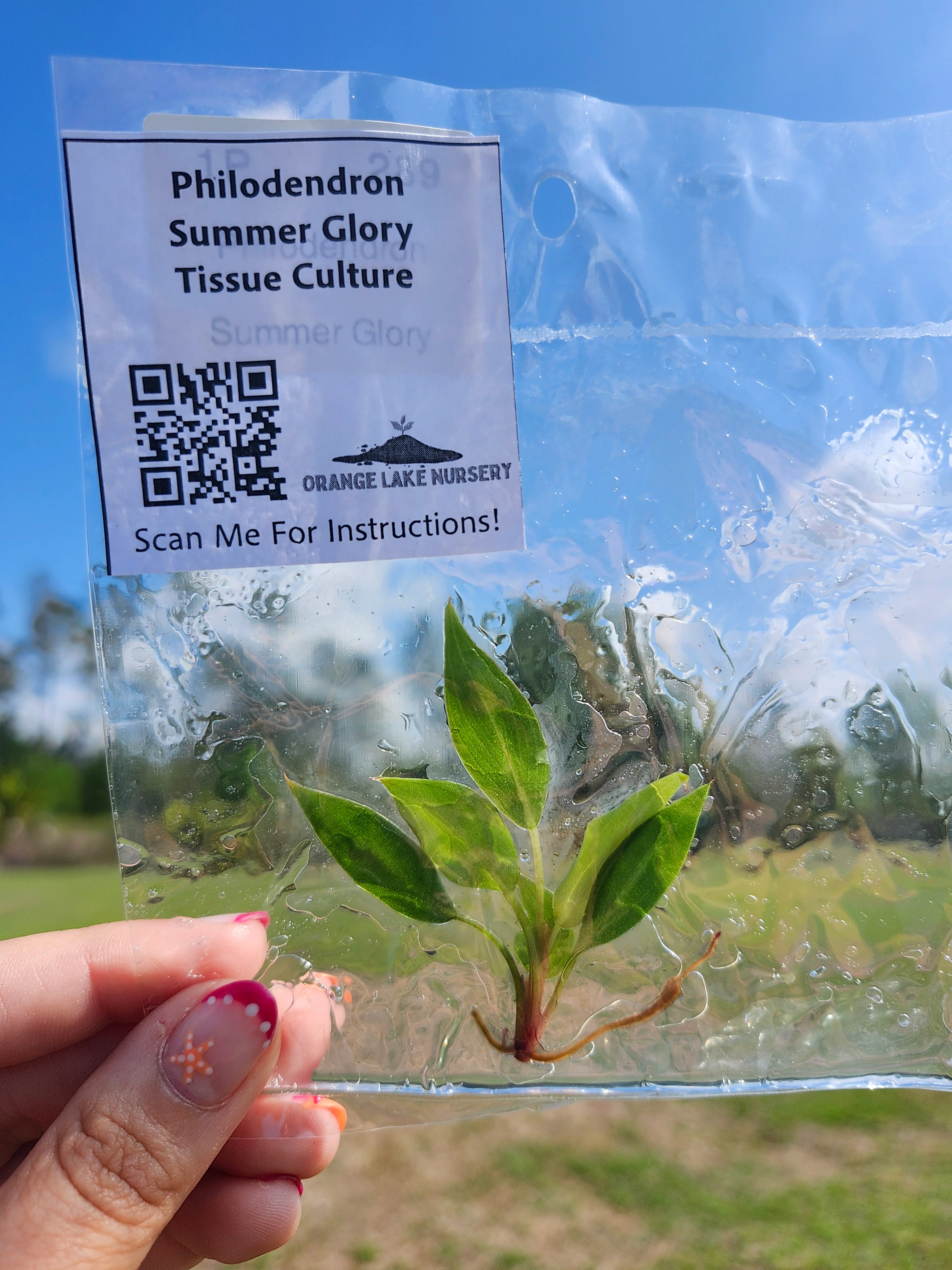Philodendron Summer Glory Tissue Culture - Image 5