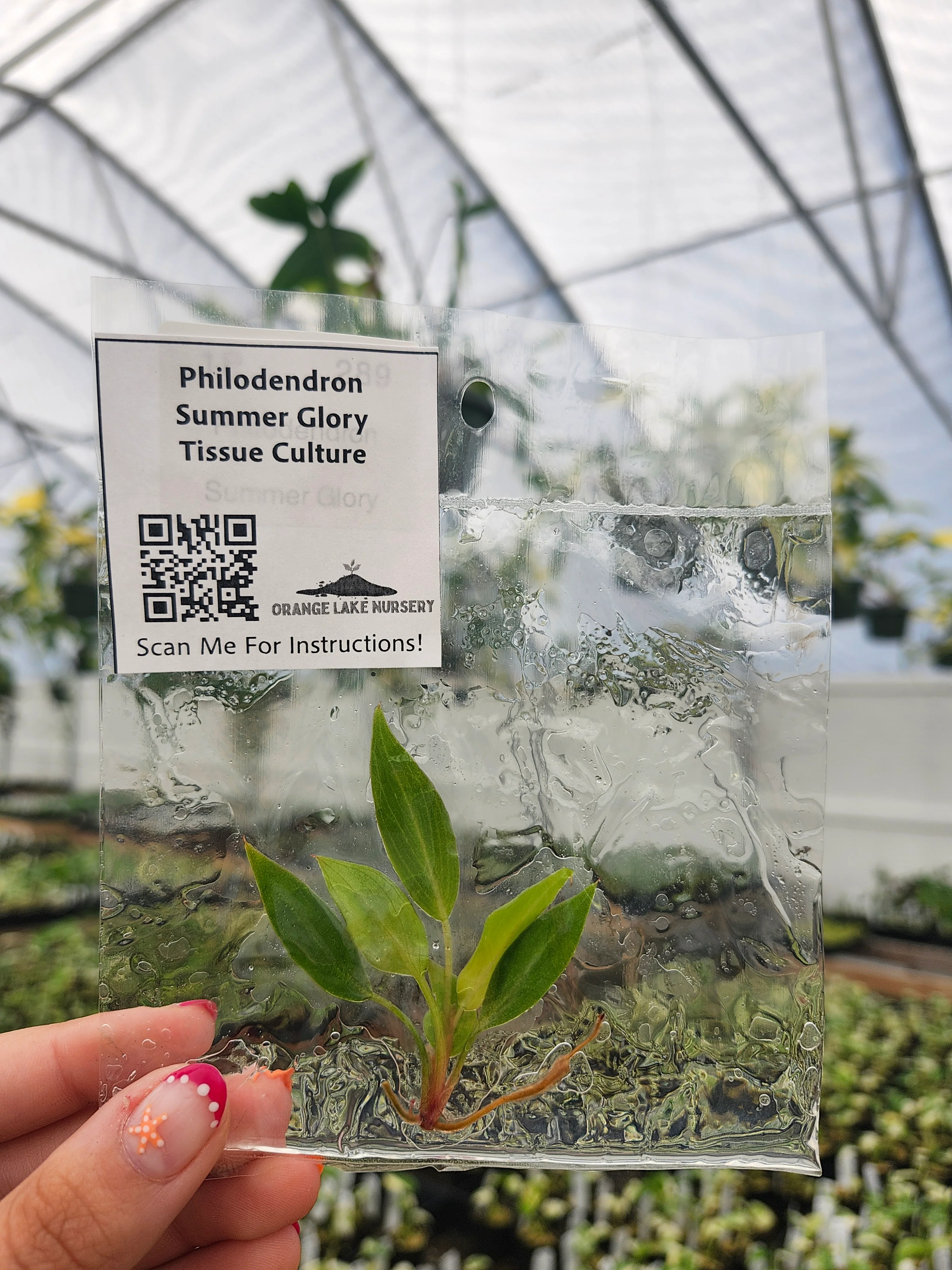 Philodendron Summer Glory Tissue Culture - Image 6