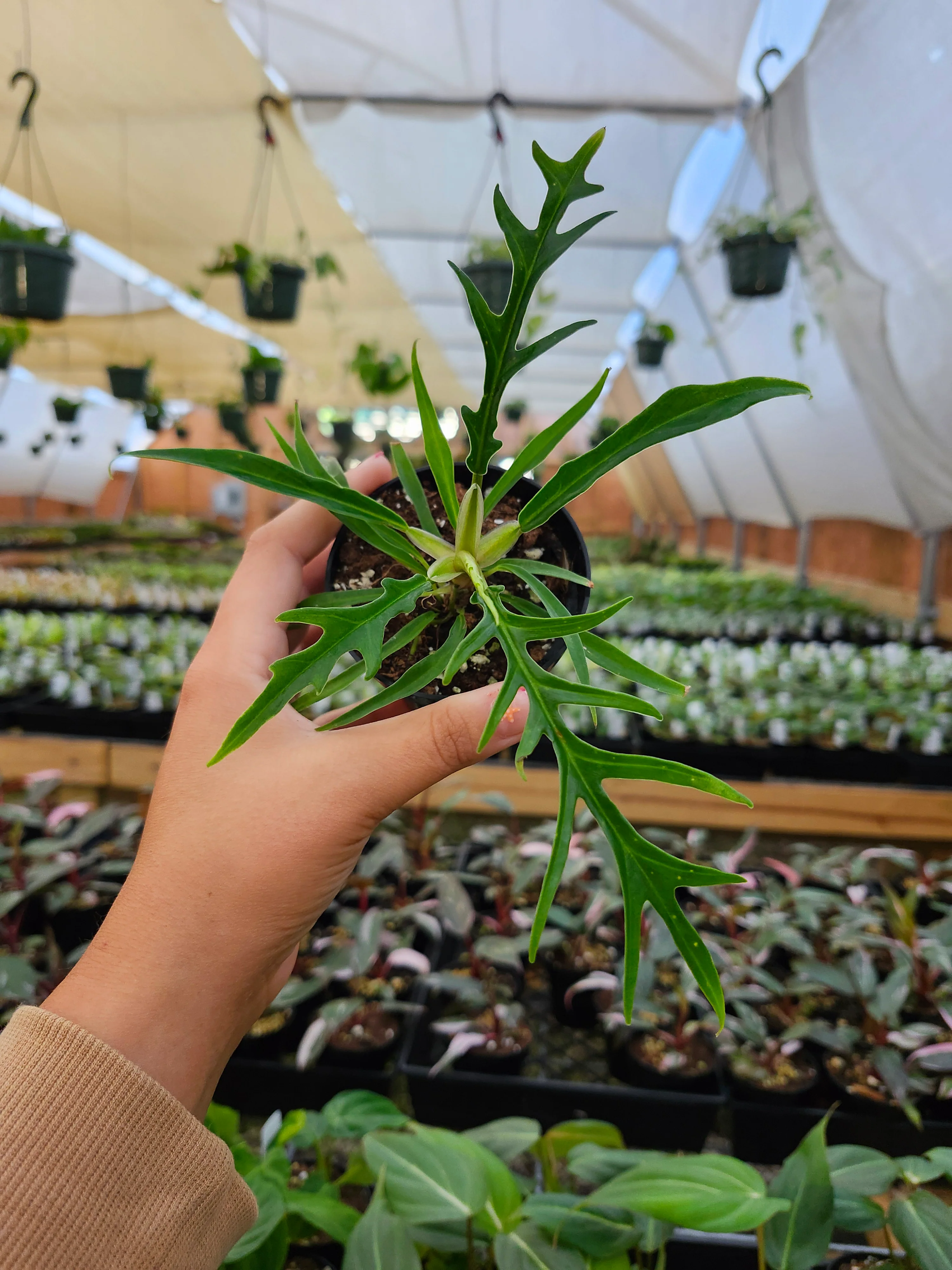 Philodendron Tortum