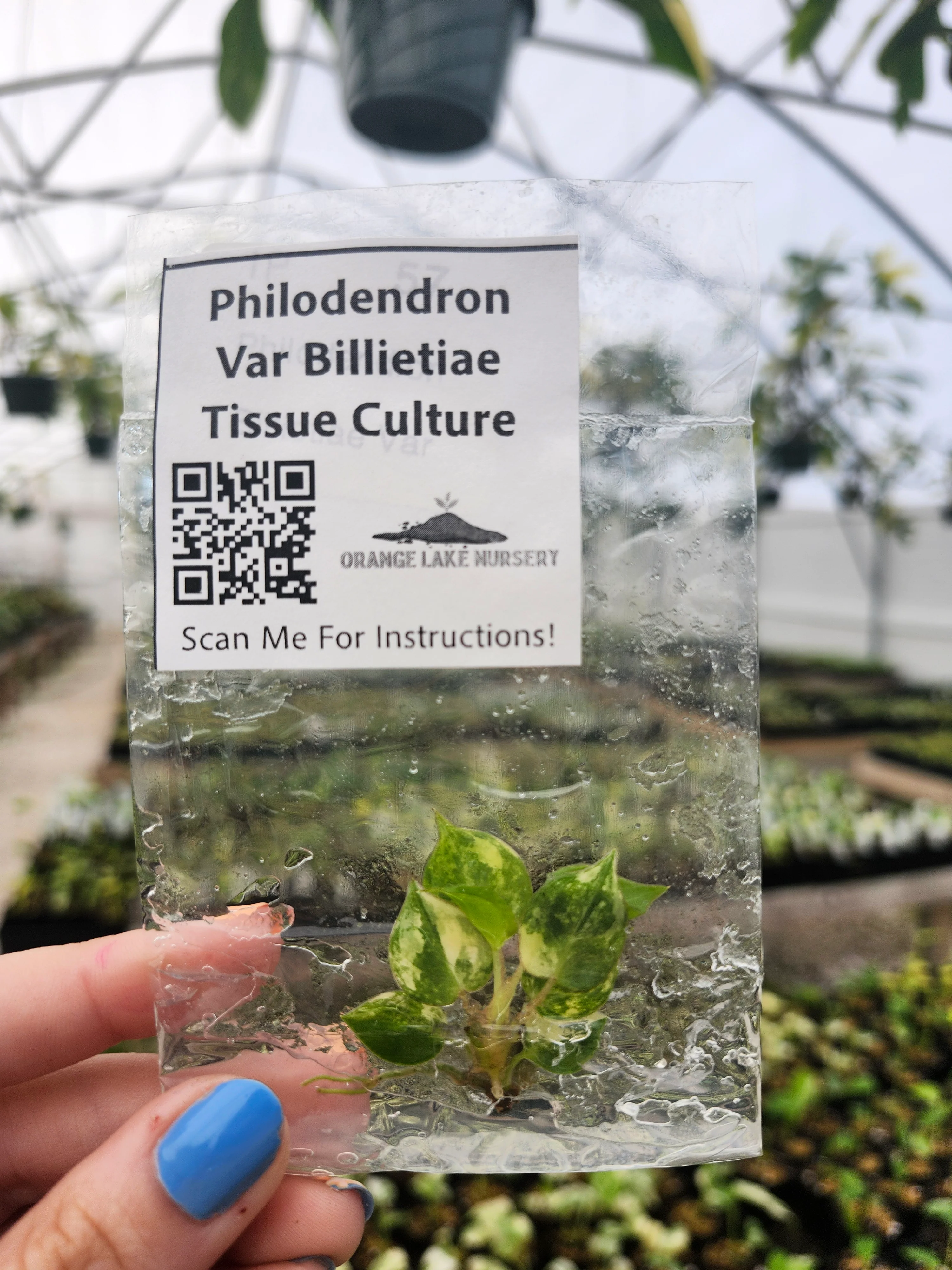 Philodendron Variegated Billietiae Tissue Culture - Image 2