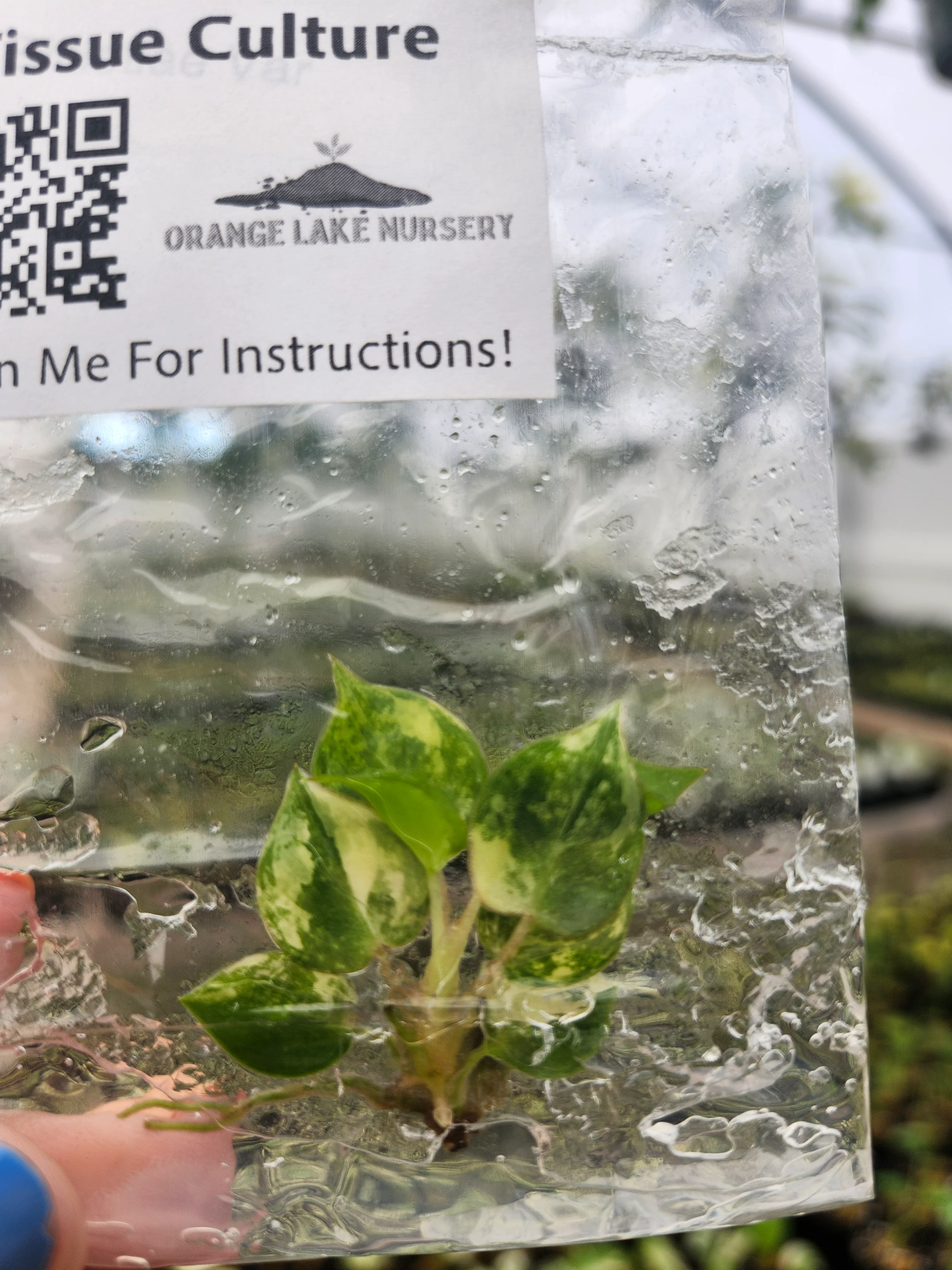 Philodendron Variegated Billietiae Tissue Culture - Image 3