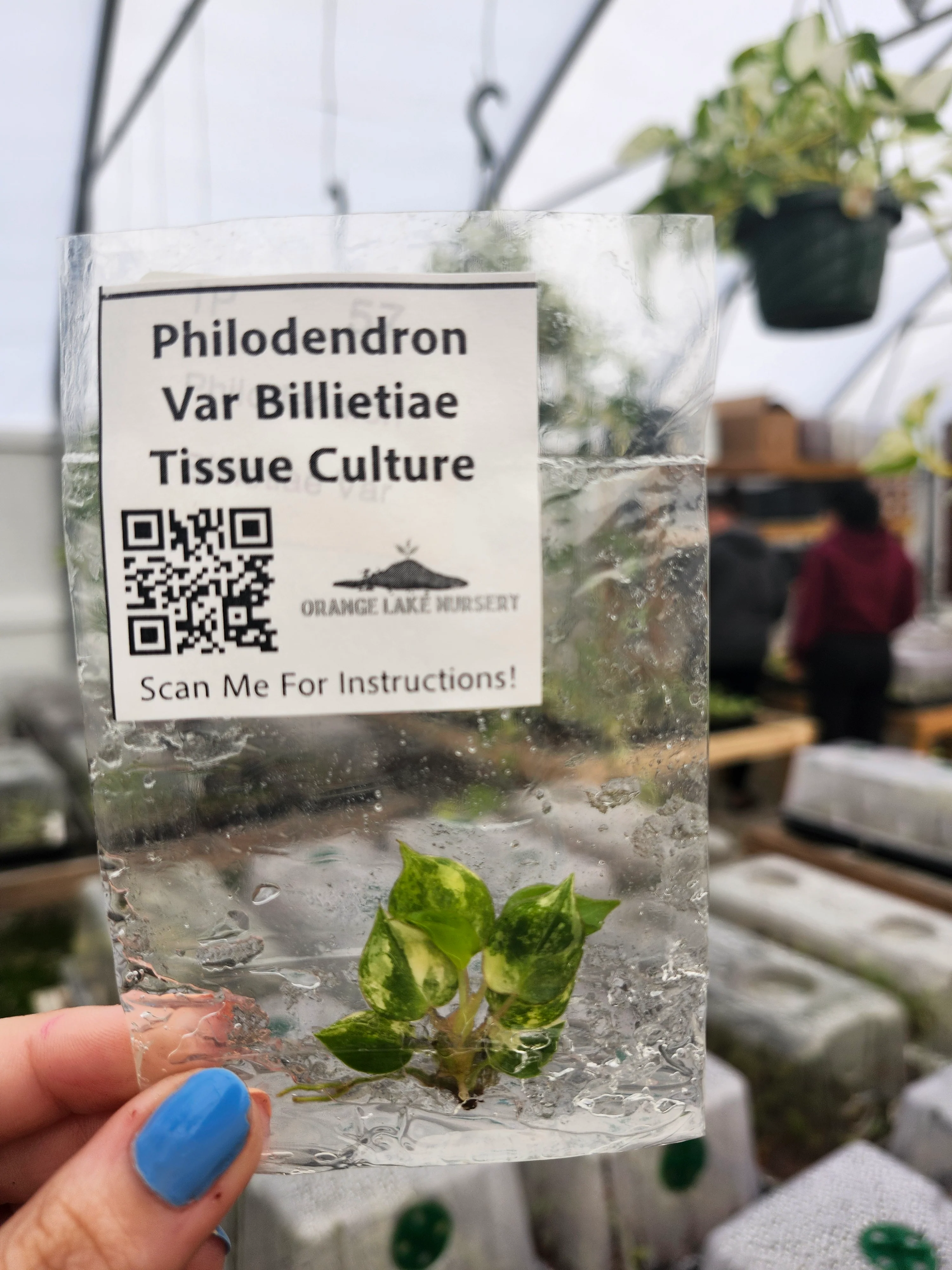 Philodendron Variegated Billietiae Tissue Culture - Image 4