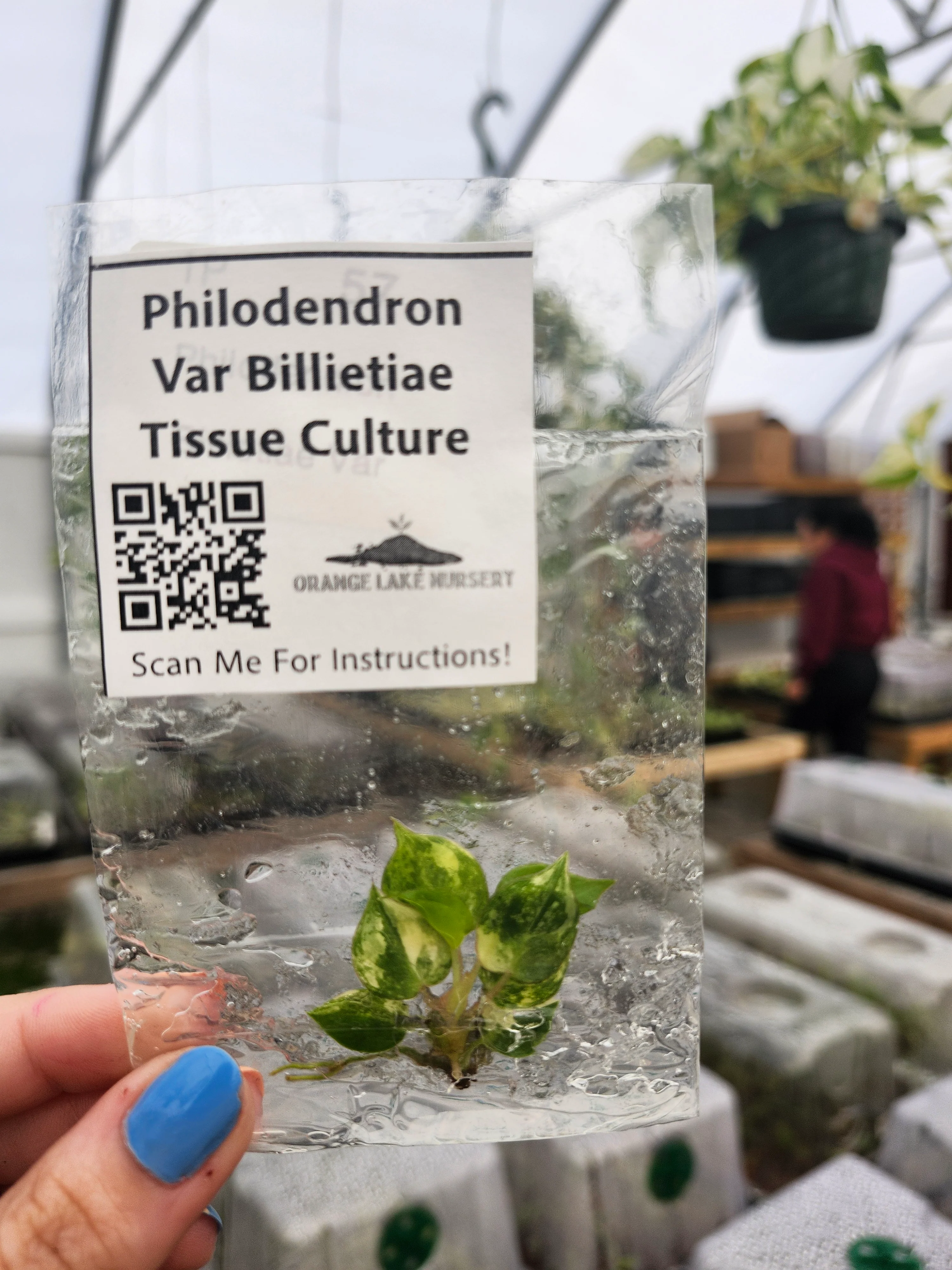 Philodendron Variegated Billietiae Tissue Culture - Image 5