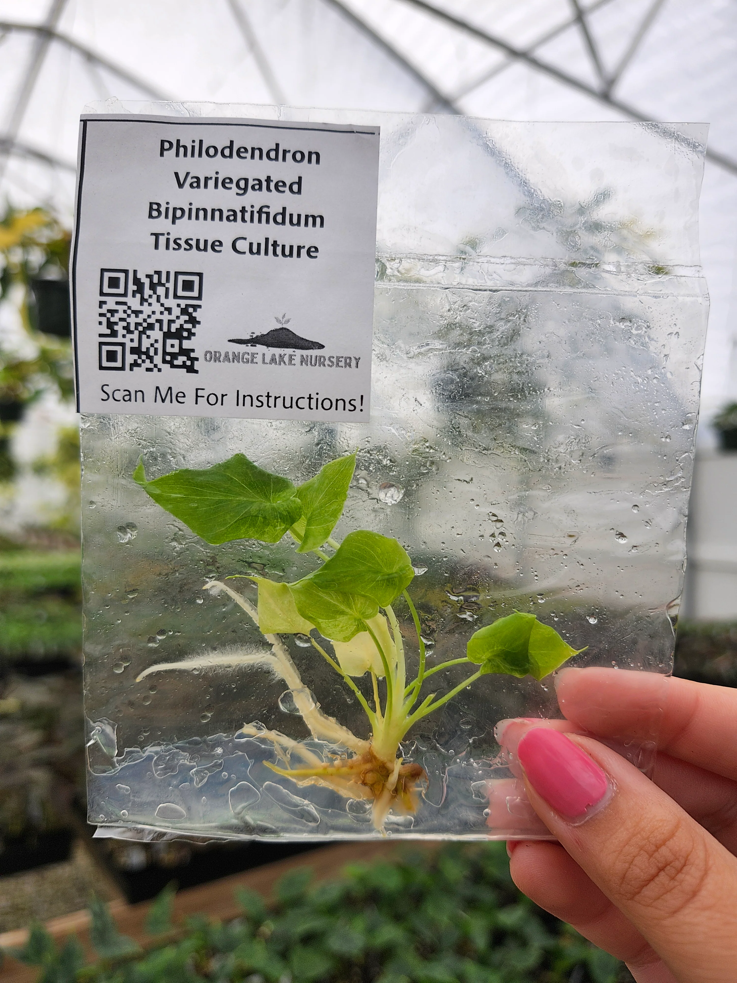Philodendron Variegated Bipinnatifidum Tissue Culture