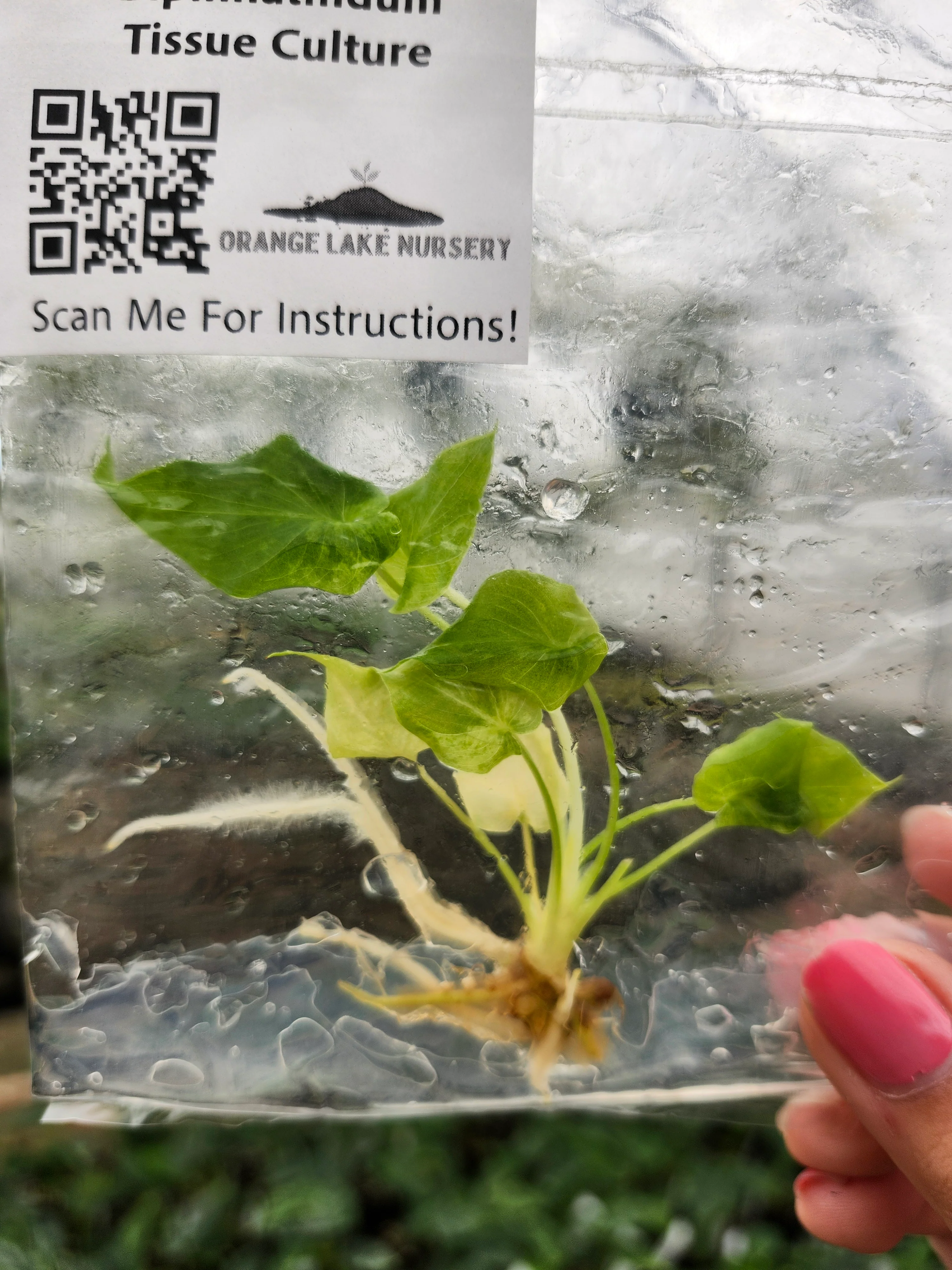 Philodendron Variegated Bipinnatifidum Tissue Culture - Image 2