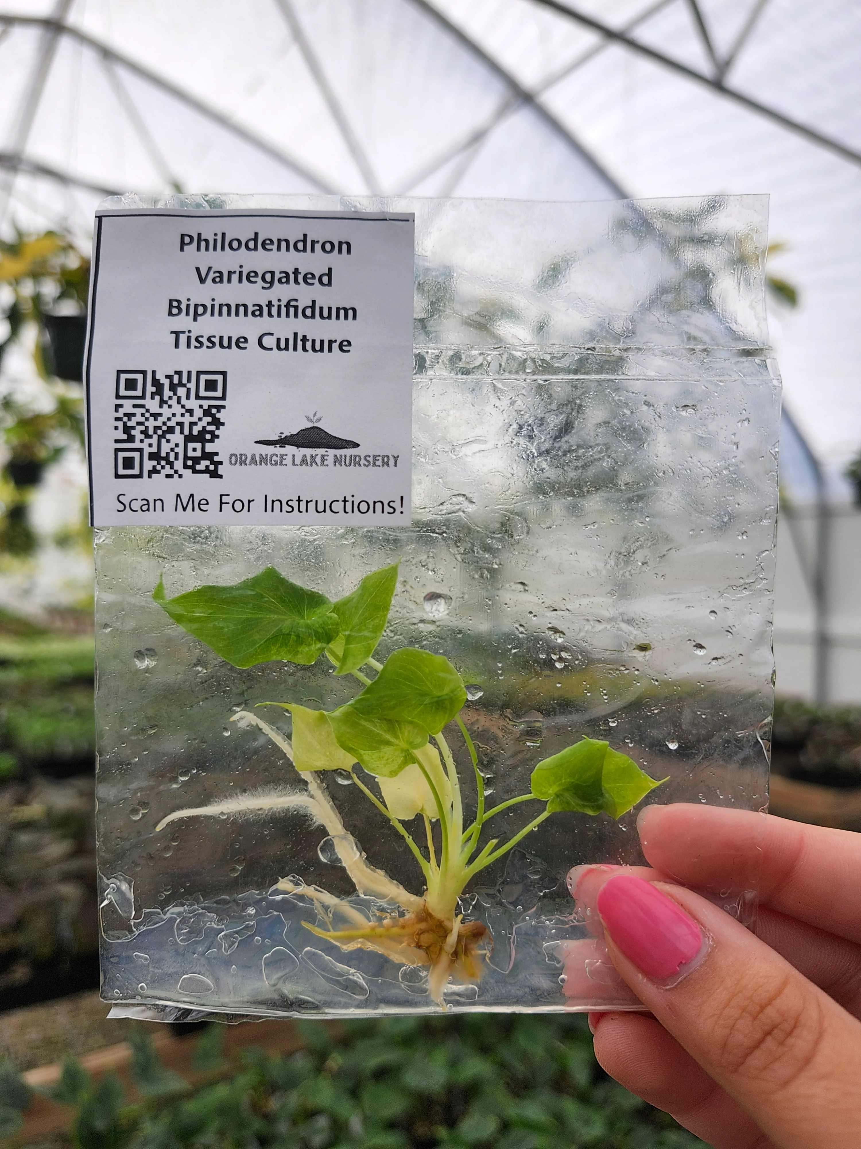 Philodendron Variegated Bipinnatifidum Tissue Culture - Image 3
